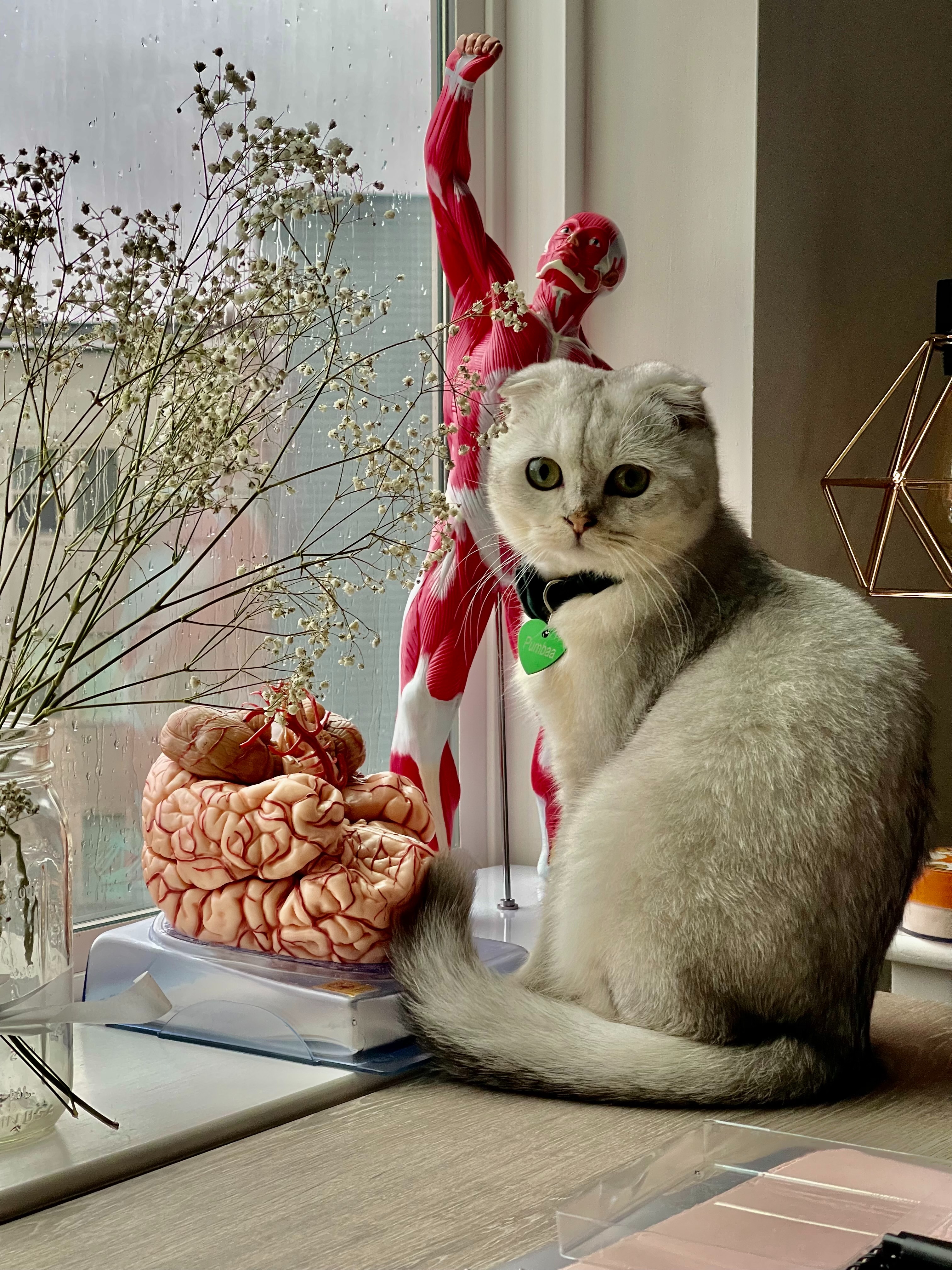 Help Save Pumba's Life- Emergency Vet Care Needed campaign photo, 2 of 7