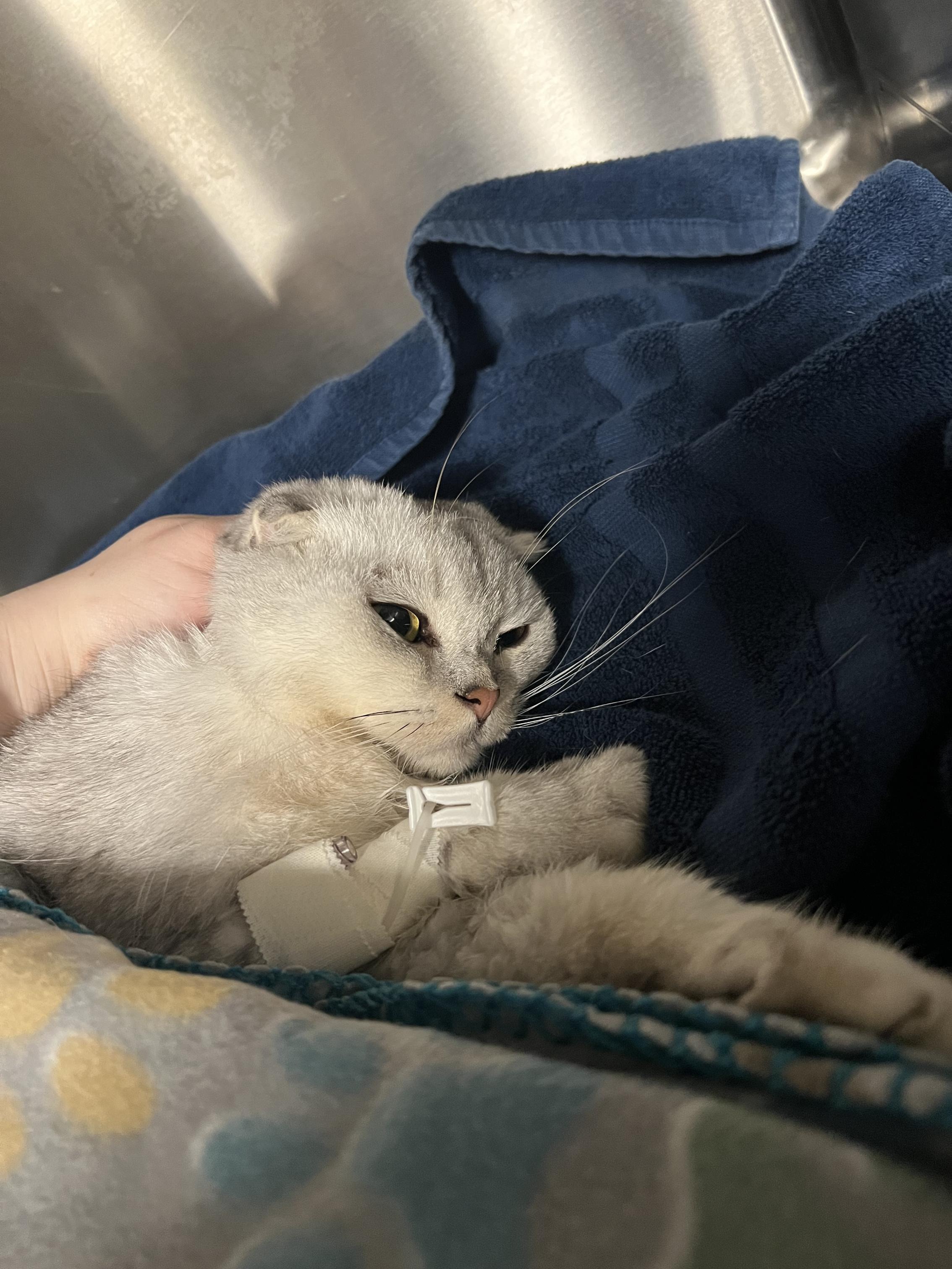 Help Save Pumba's Life- Emergency Vet Care Needed campaign photo, 4 of 7