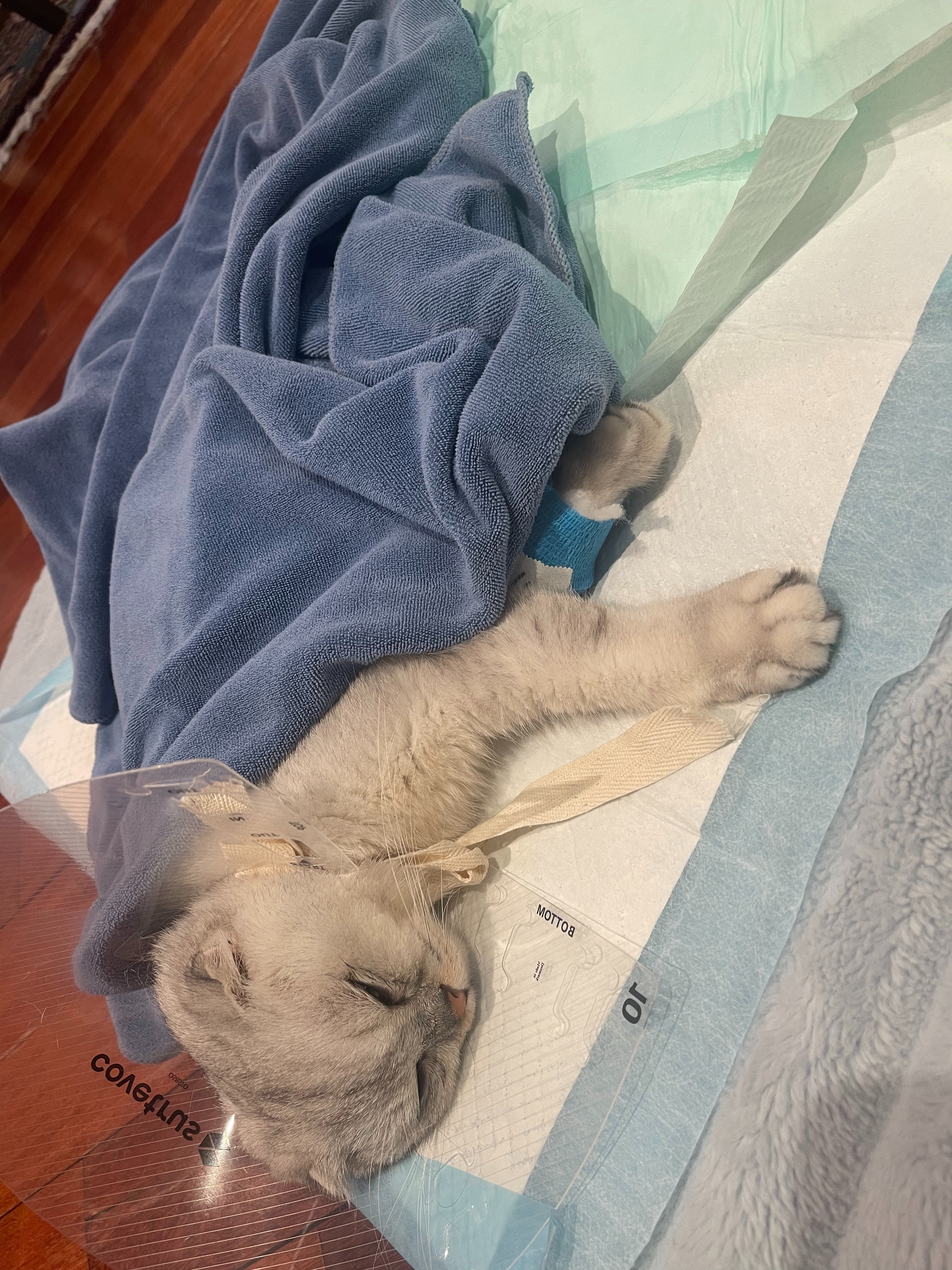 Help Save Pumba's Life- Emergency Vet Care Needed campaign photo, 5 of 7