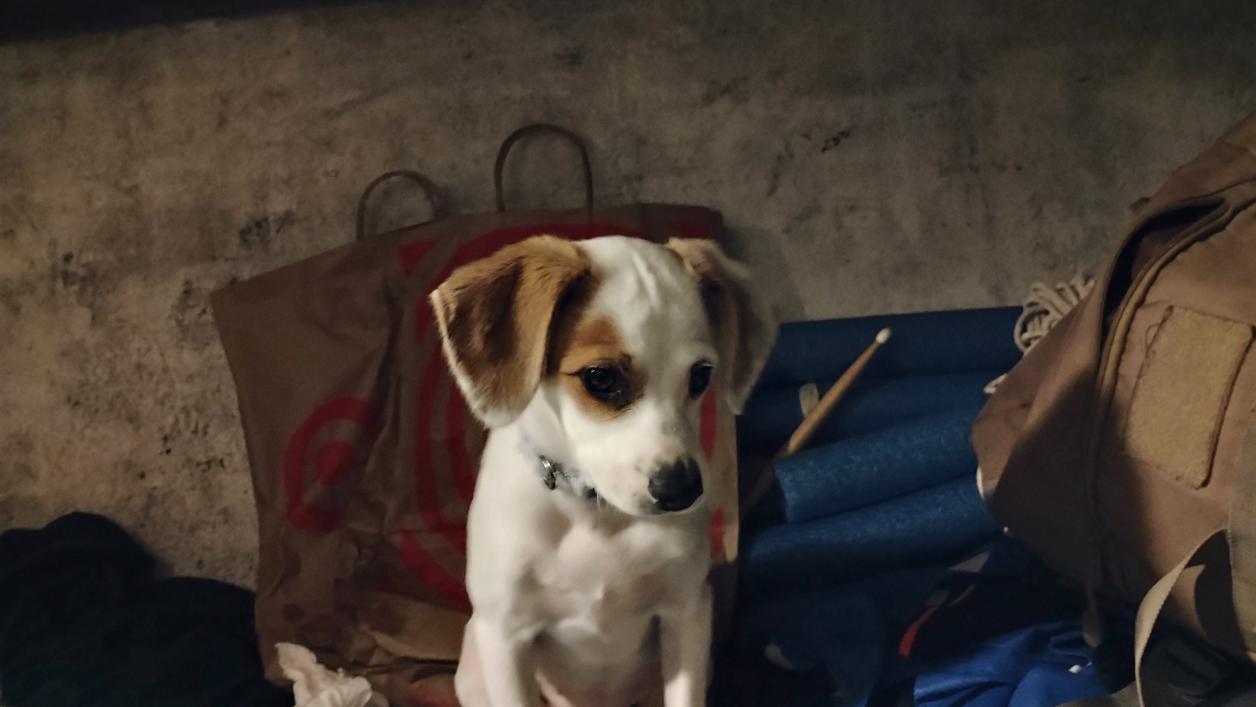 The Velcro Puppy Training Fund campaign photo, 6 of 7