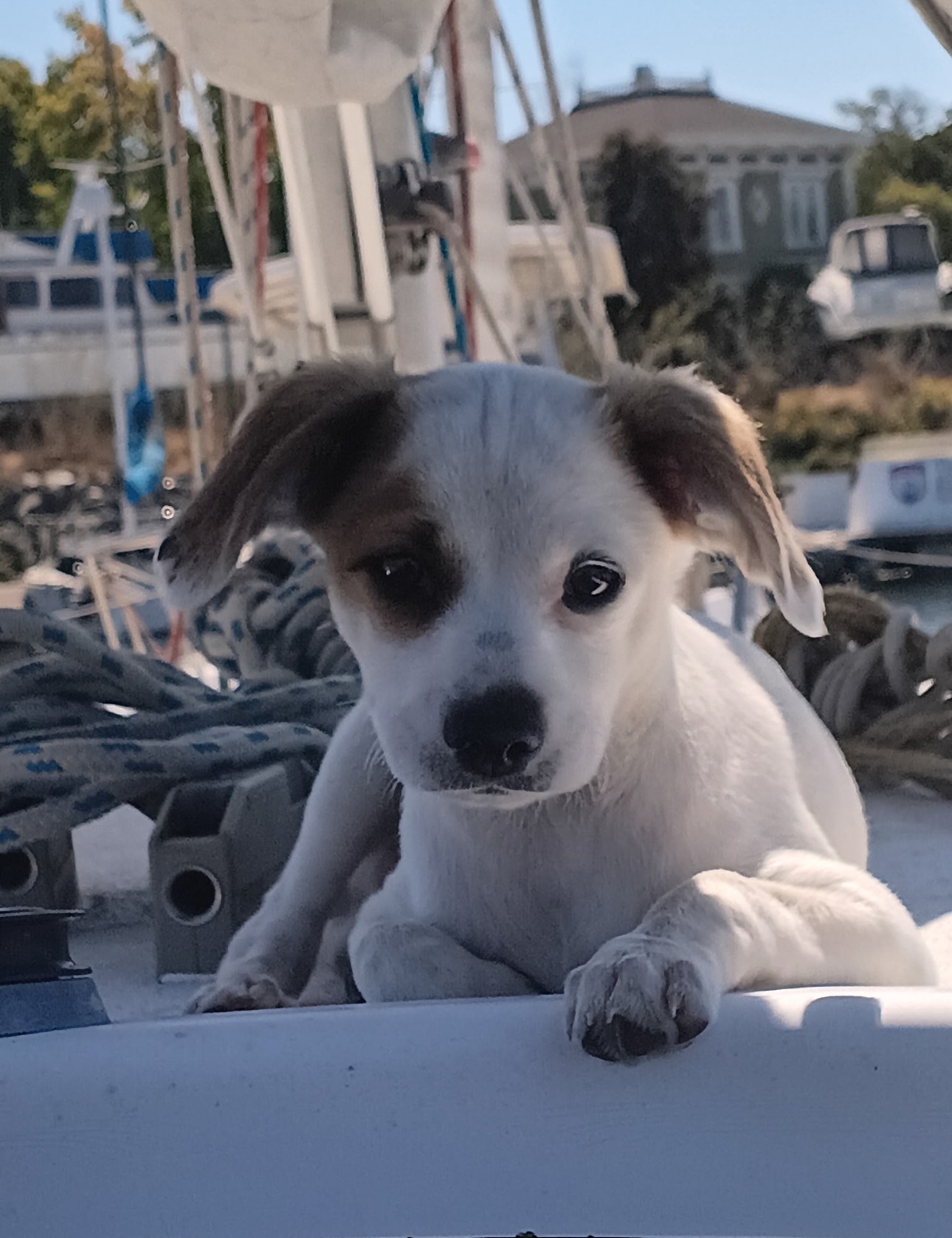 The Velcro Puppy Training Fund campaign photo, 4 of 7