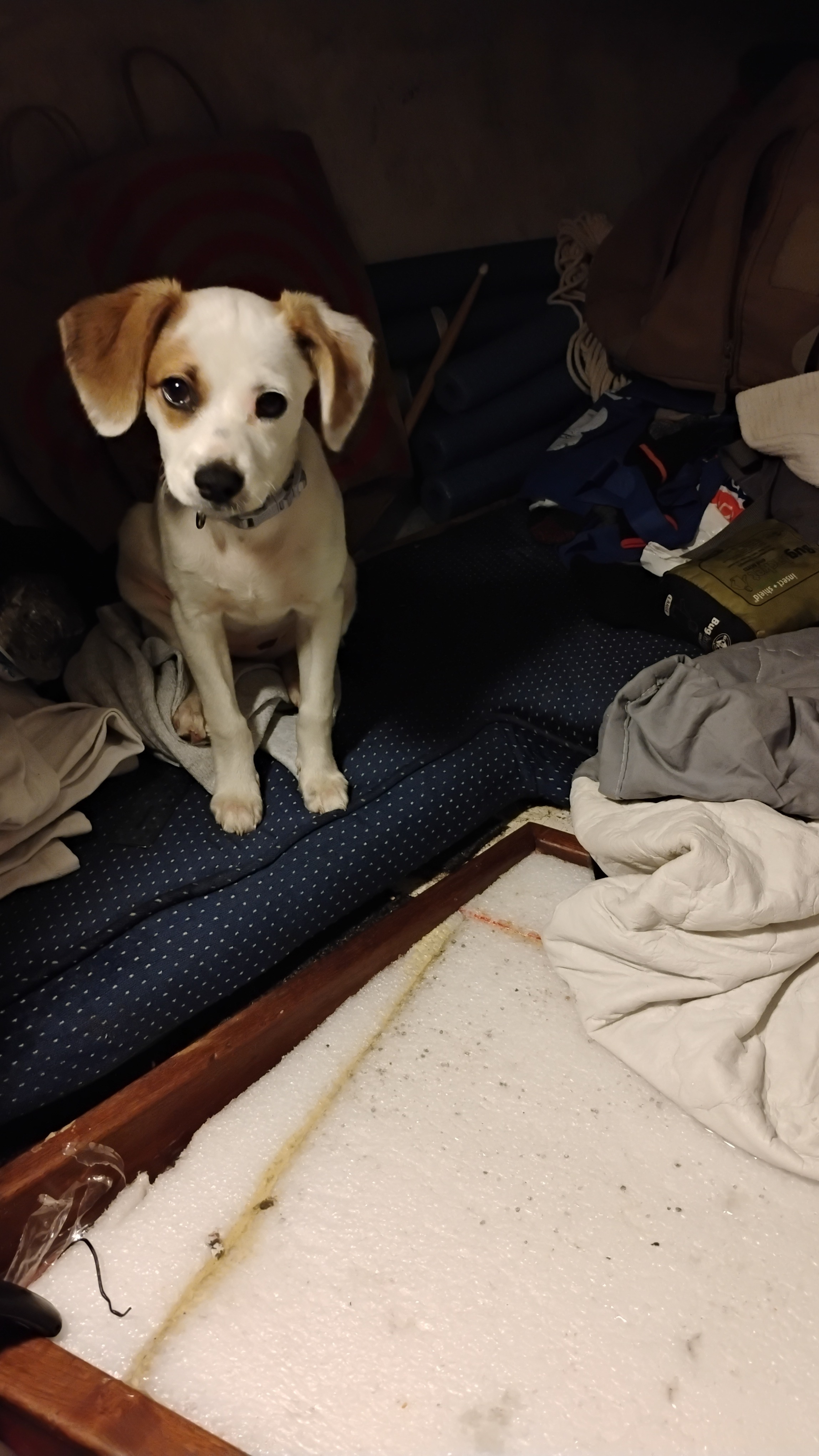 The Velcro Puppy Training Fund campaign photo, 5 of 7