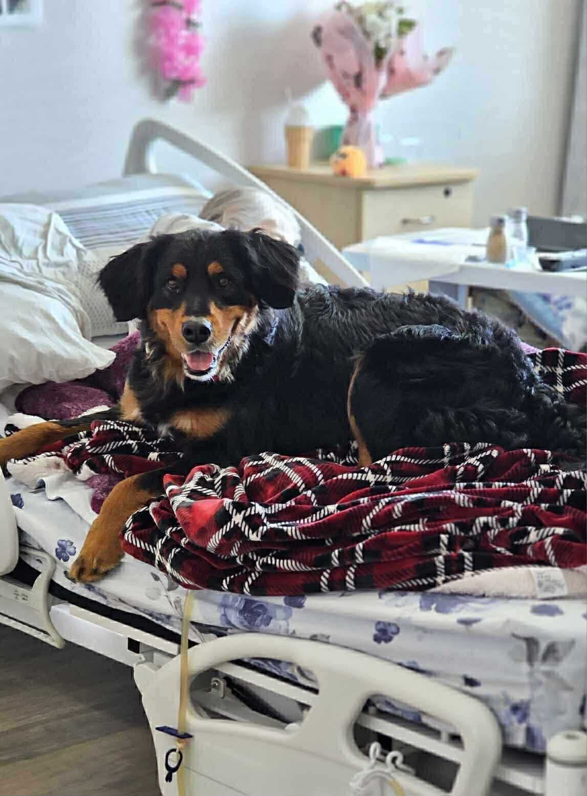 Soutenez nos 50 animaux, protégez notre mission campaign photo, 4 of 8