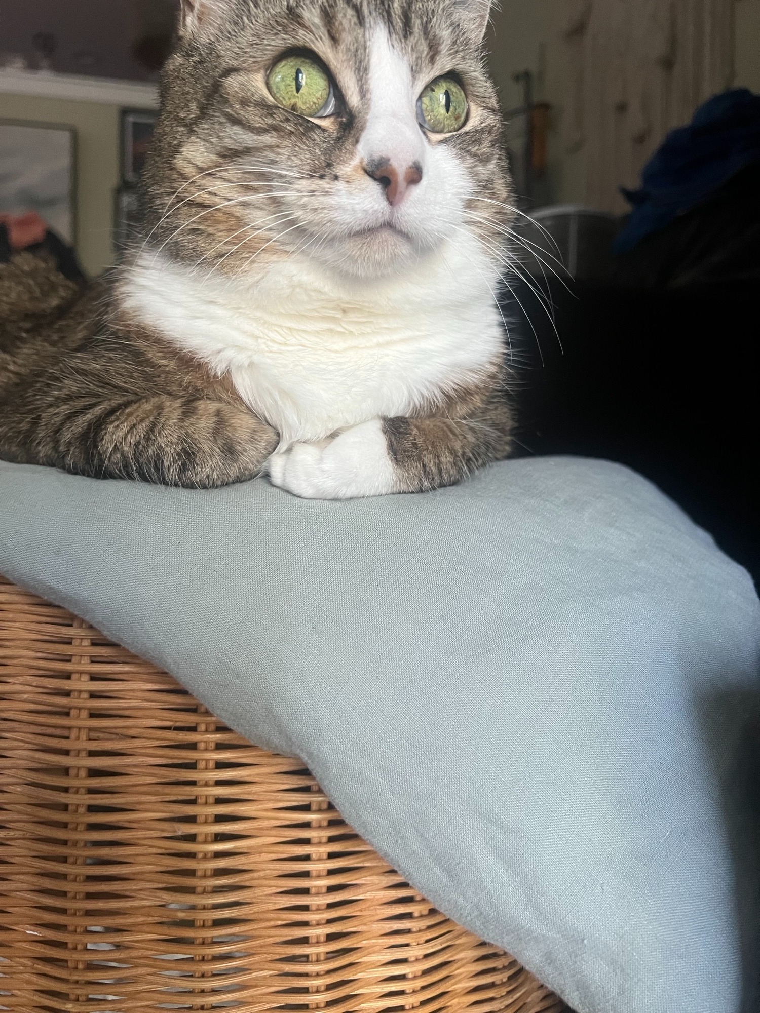 Support Bella B Marie's ER Vet Recovery campaign photo, 4 of 5