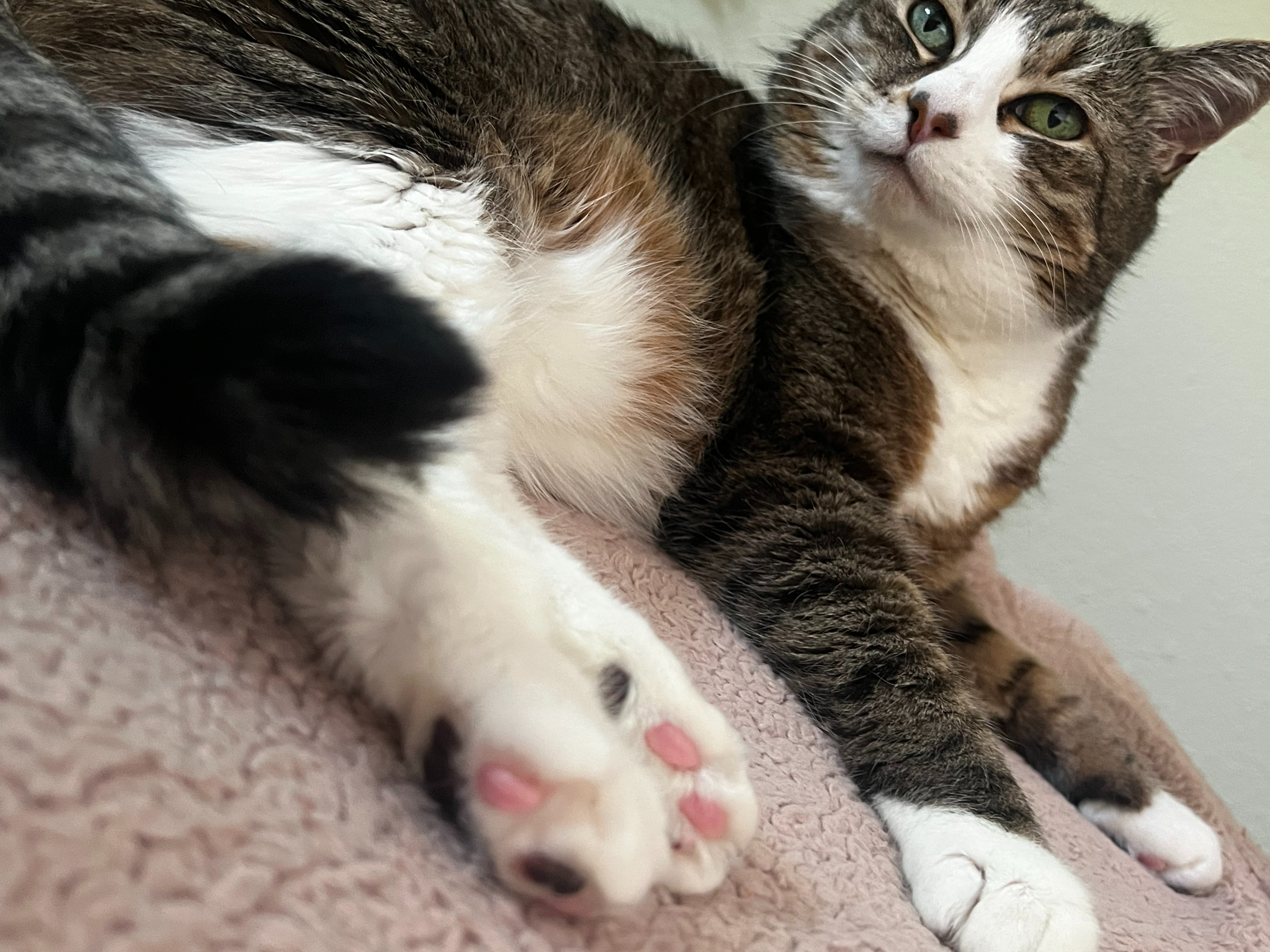 Support Bella B Marie's ER Vet Recovery campaign photo, 2 of 5