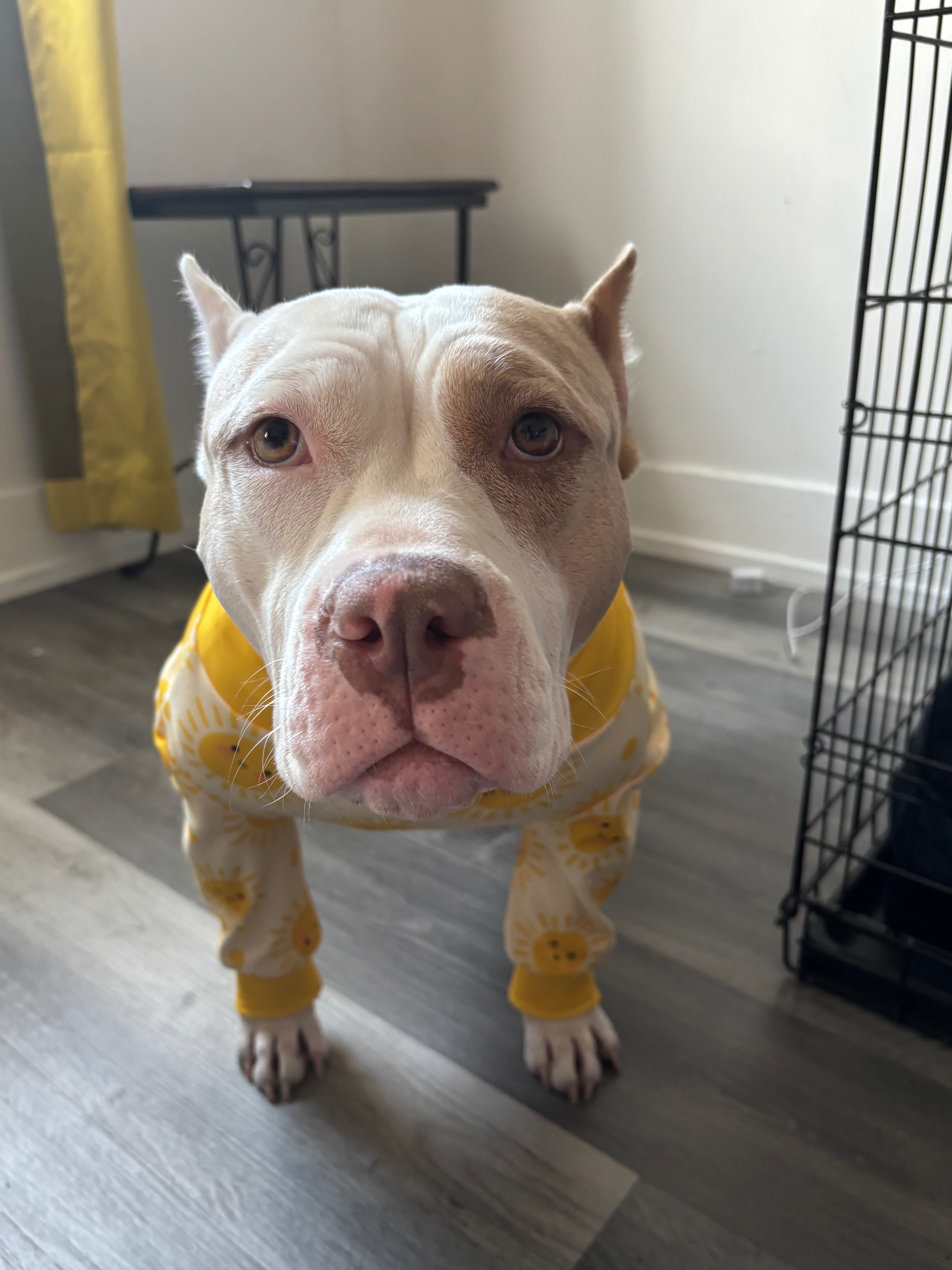 Help Athena recover from TPLO surgery campaign photo, 7 of 8
