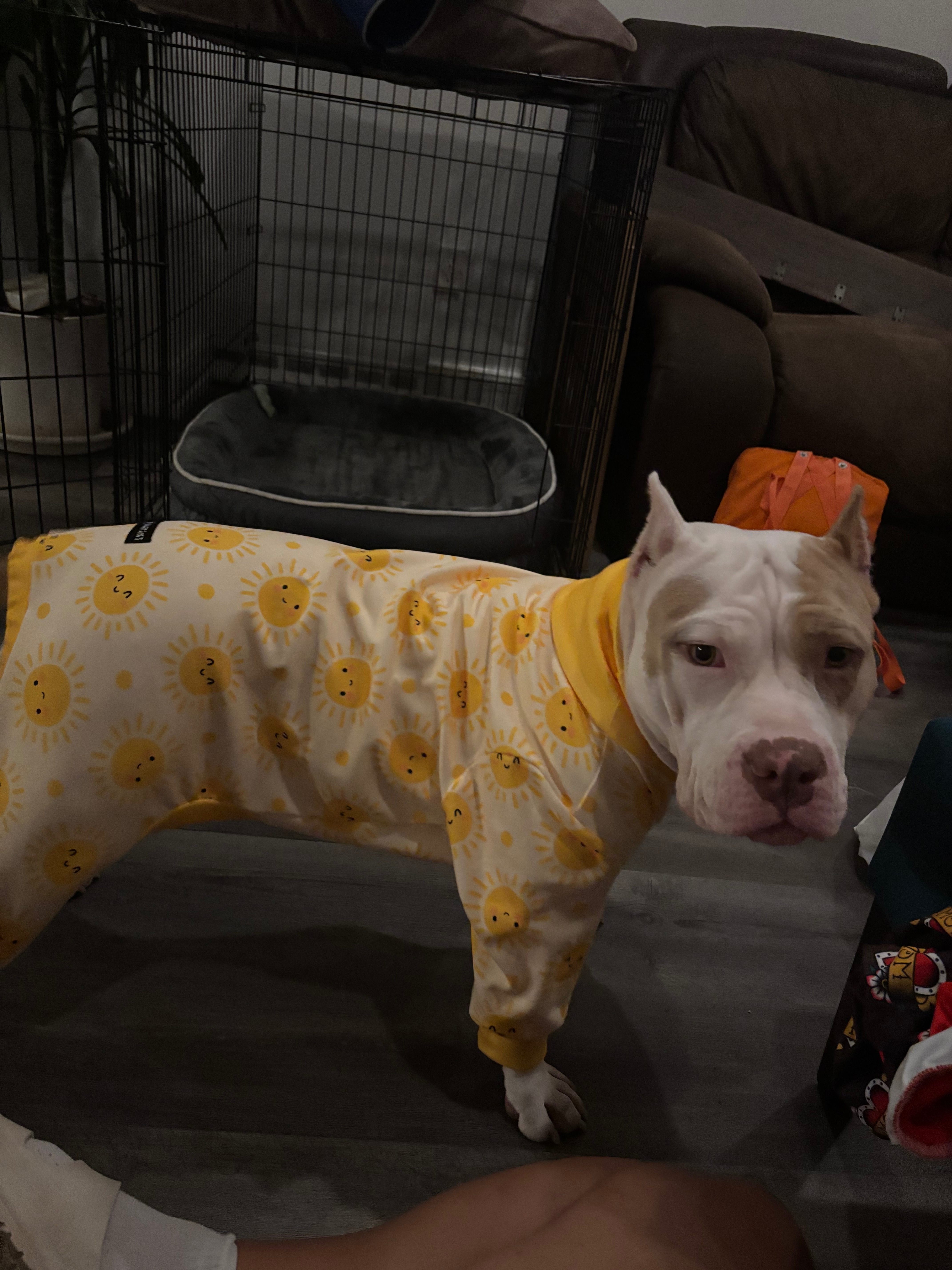 Help Athena recover from TPLO surgery campaign photo, 2 of 8