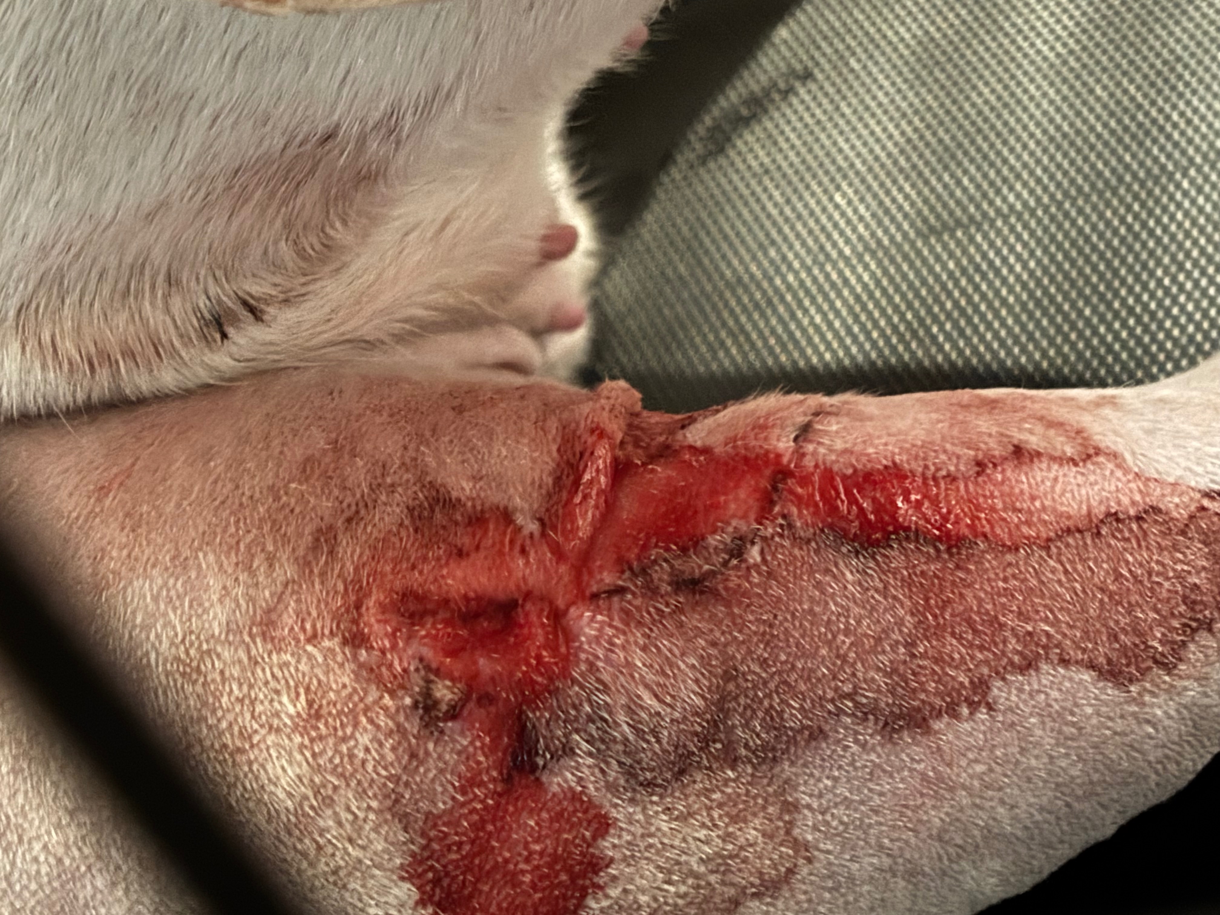 Help Athena recover from TPLO surgery campaign photo, 4 of 8