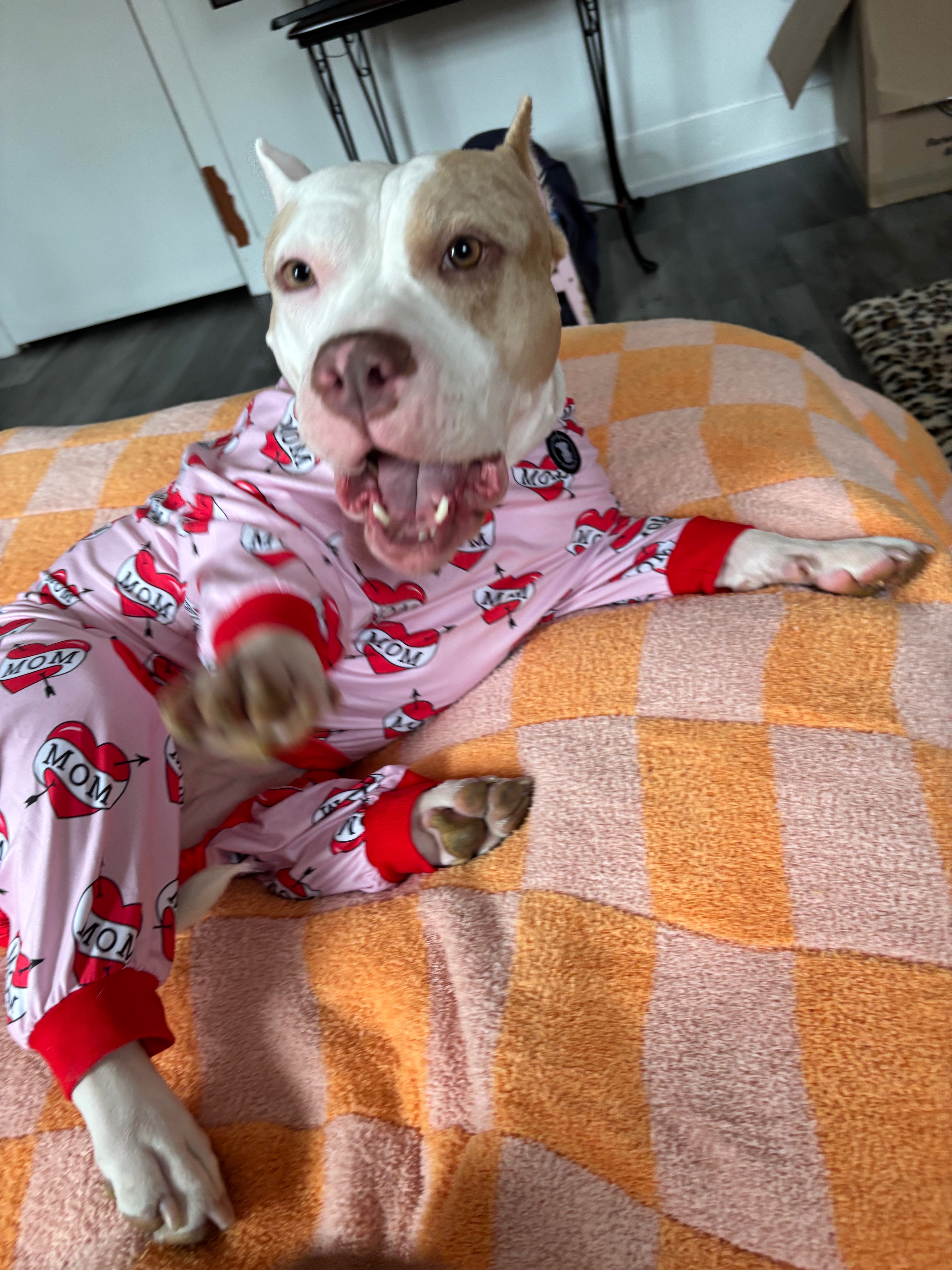 Help Athena recover from TPLO surgery campaign photo, 5 of 8