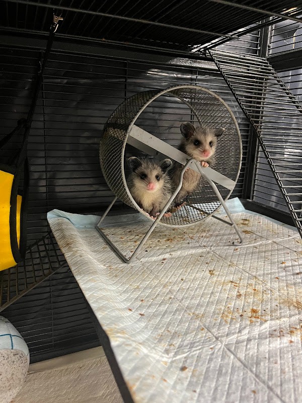 Mary and the mission to keep wildlife wild! campaign photo, 6 of 8