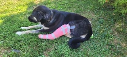 Help a combat veteran save his therapy dog campaign photo, 2 of 7