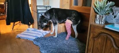Help a combat veteran save his therapy dog campaign photo, 4 of 7