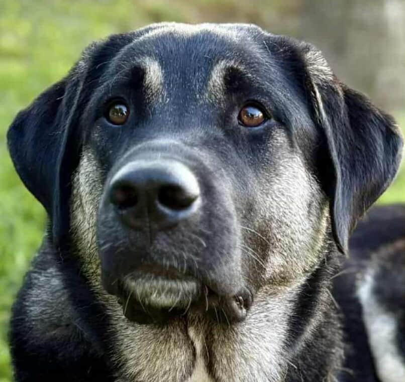 Help a combat veteran save his therapy dog campaign photo, 5 of 7