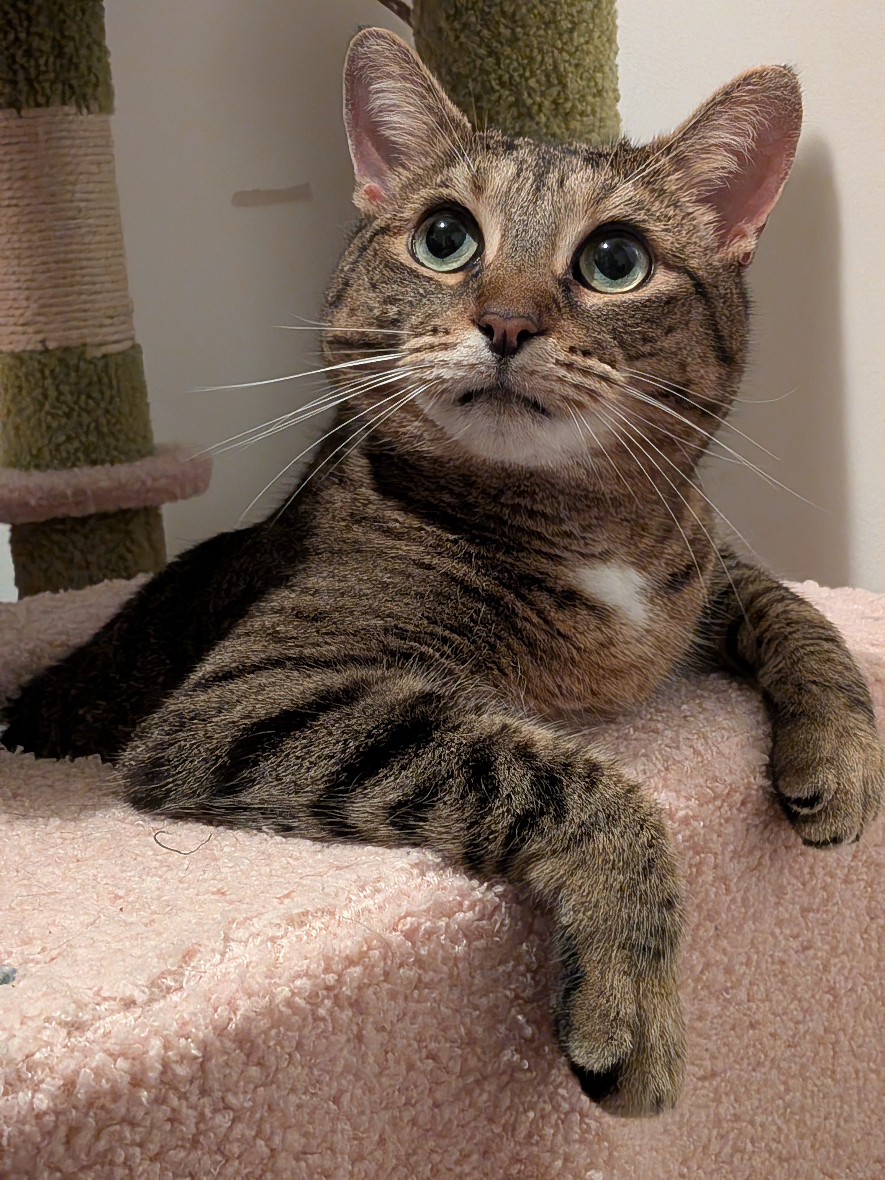 Help us recoop Cleo's medical bills campaign photo, 6 of 7
