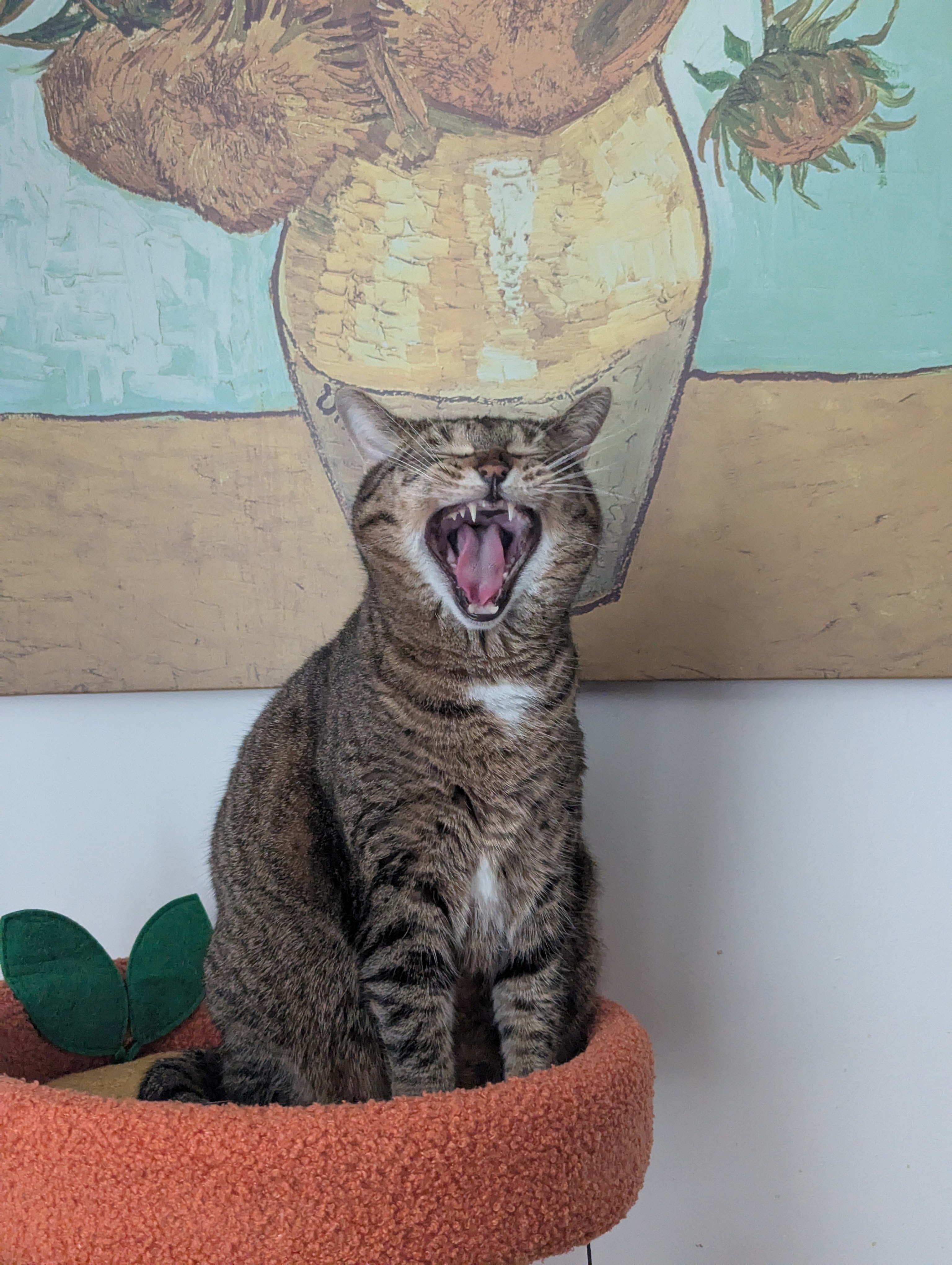 Help us recoop Cleo's medical bills campaign photo, 2 of 7