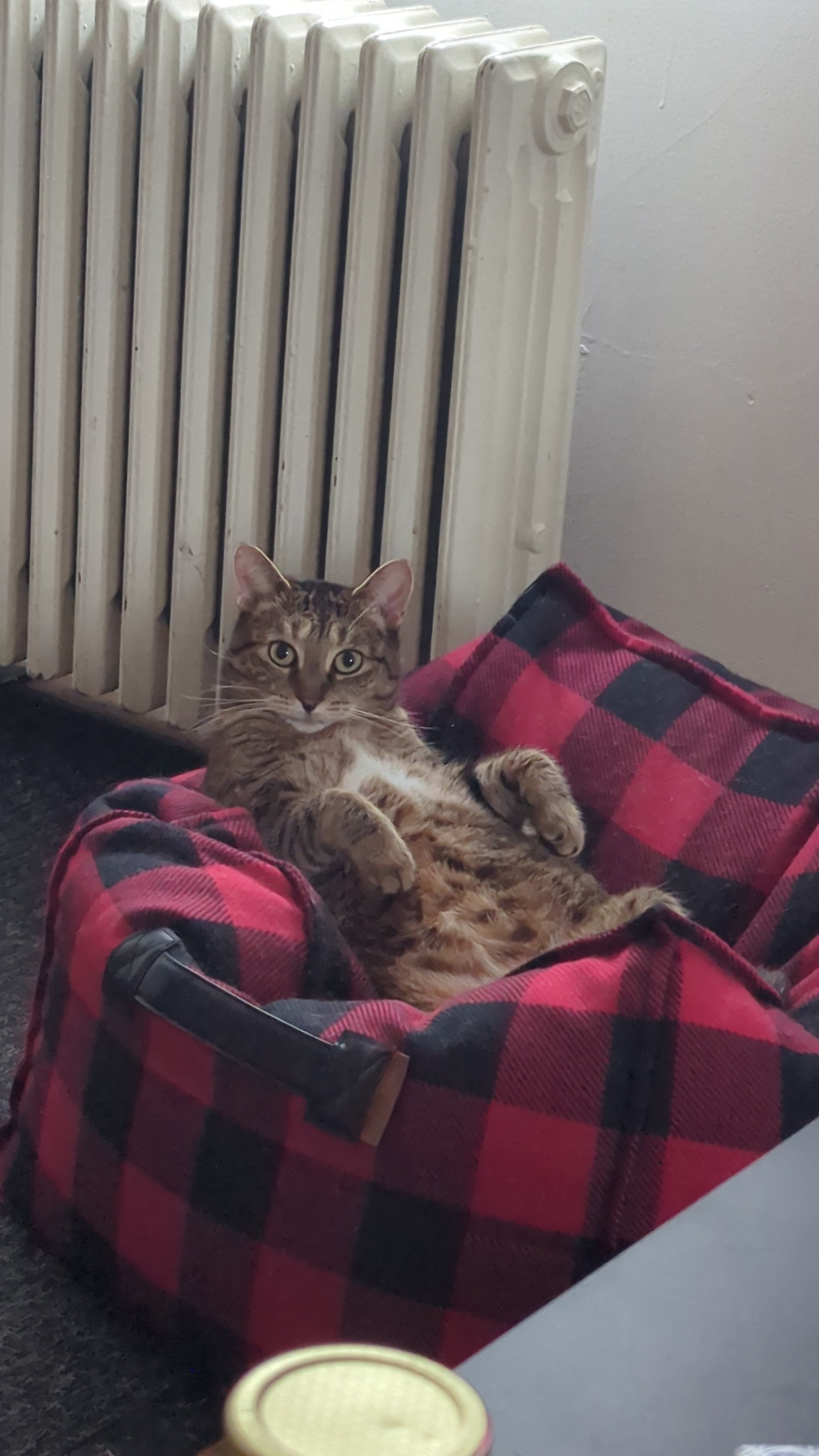 Help us recoop Cleo's medical bills campaign photo, 4 of 7