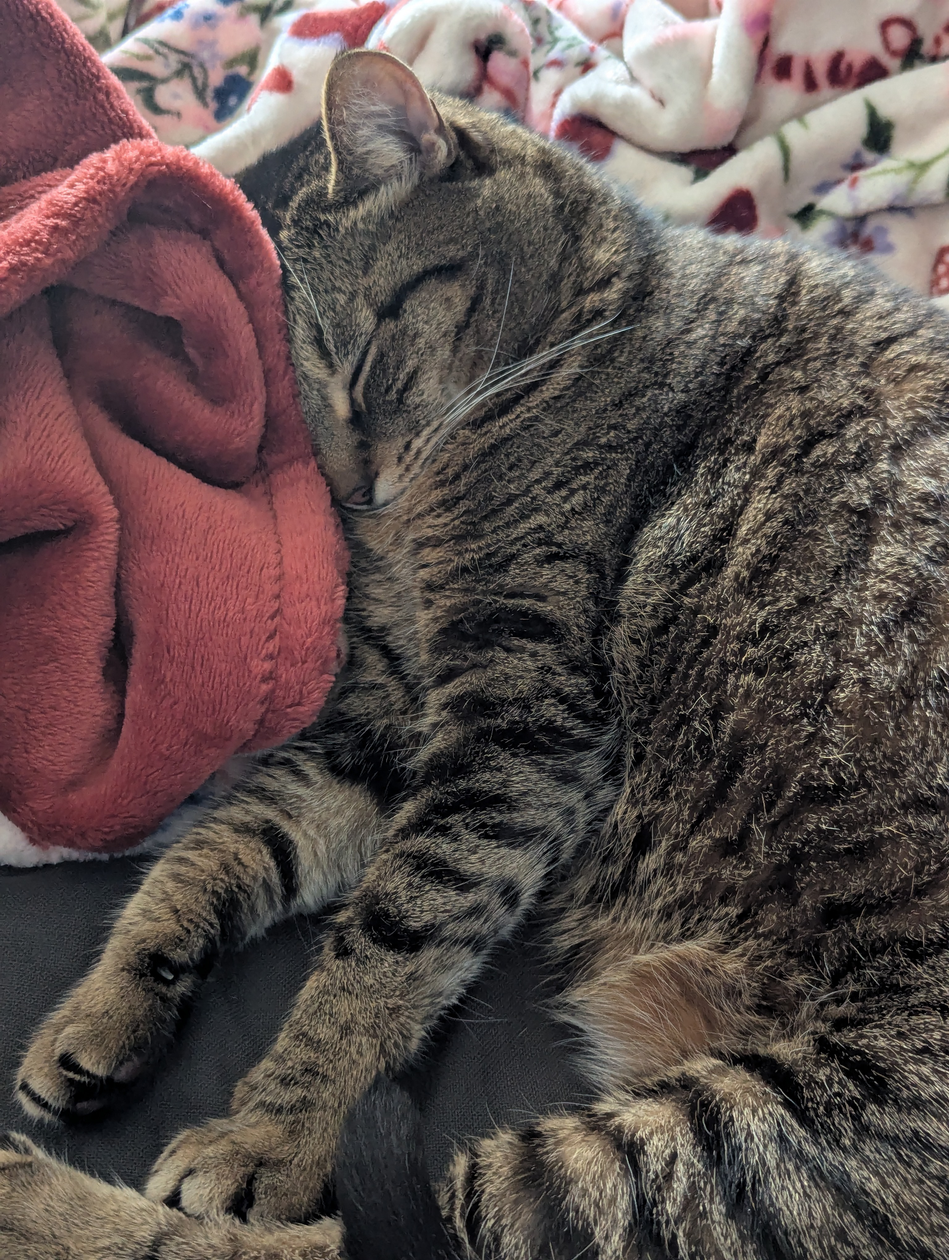 Help us recoop Cleo's medical bills campaign photo, 5 of 7