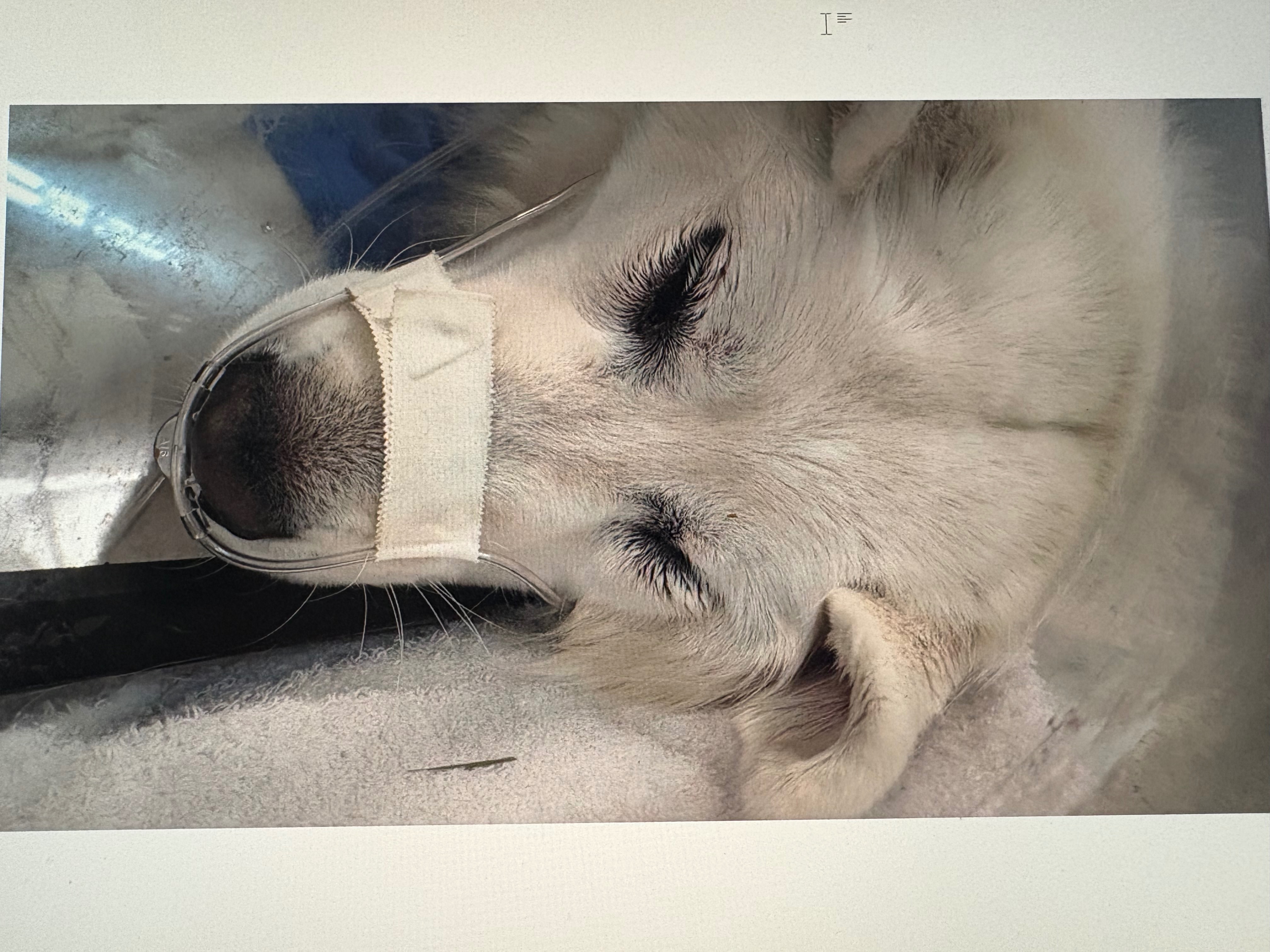 Help Jules Recover: Support Maddy's Beloved Dog campaign photo, 2 of 7