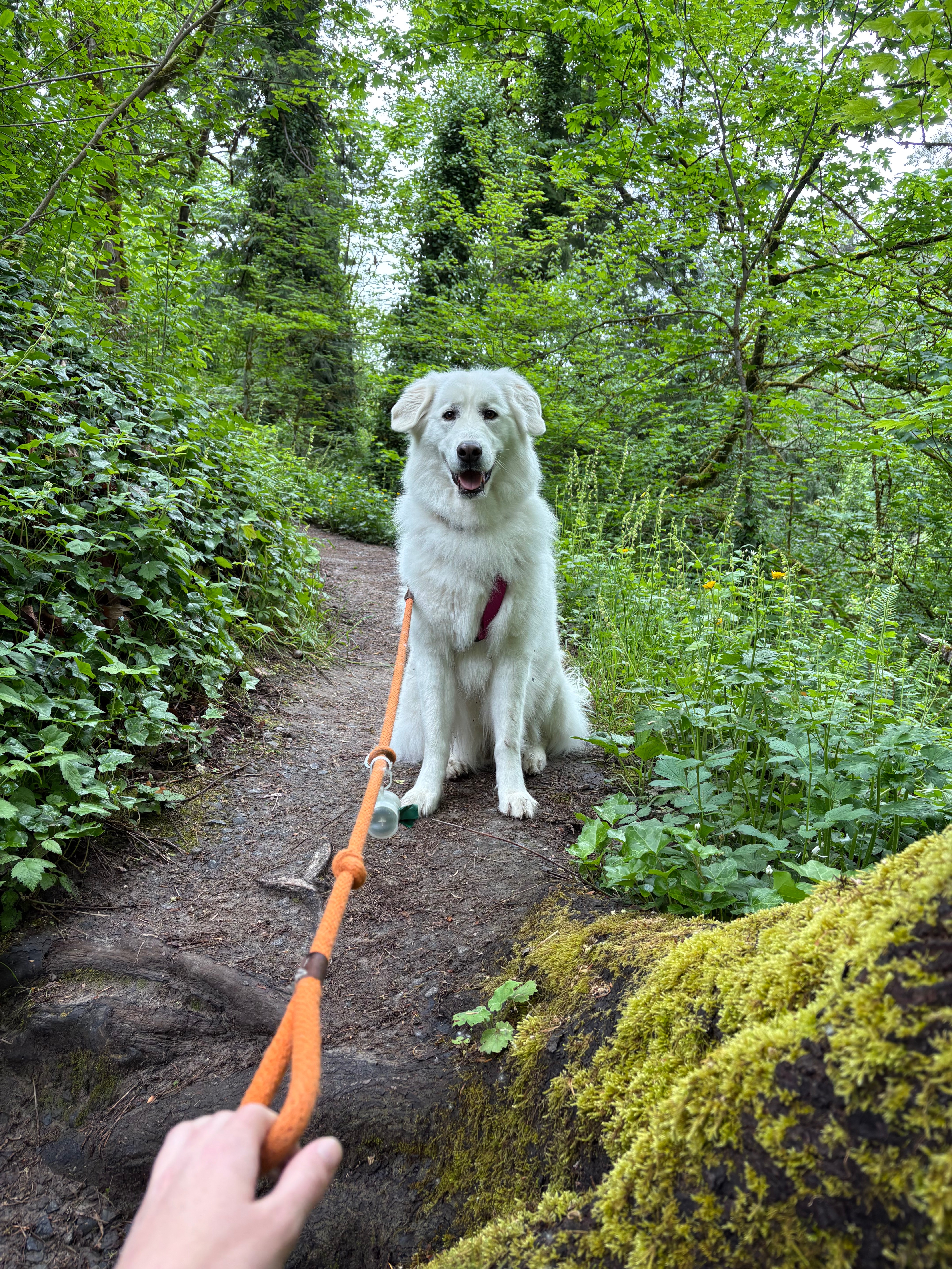 Help Jules Recover: Support Maddy's Beloved Dog campaign photo, 4 of 7