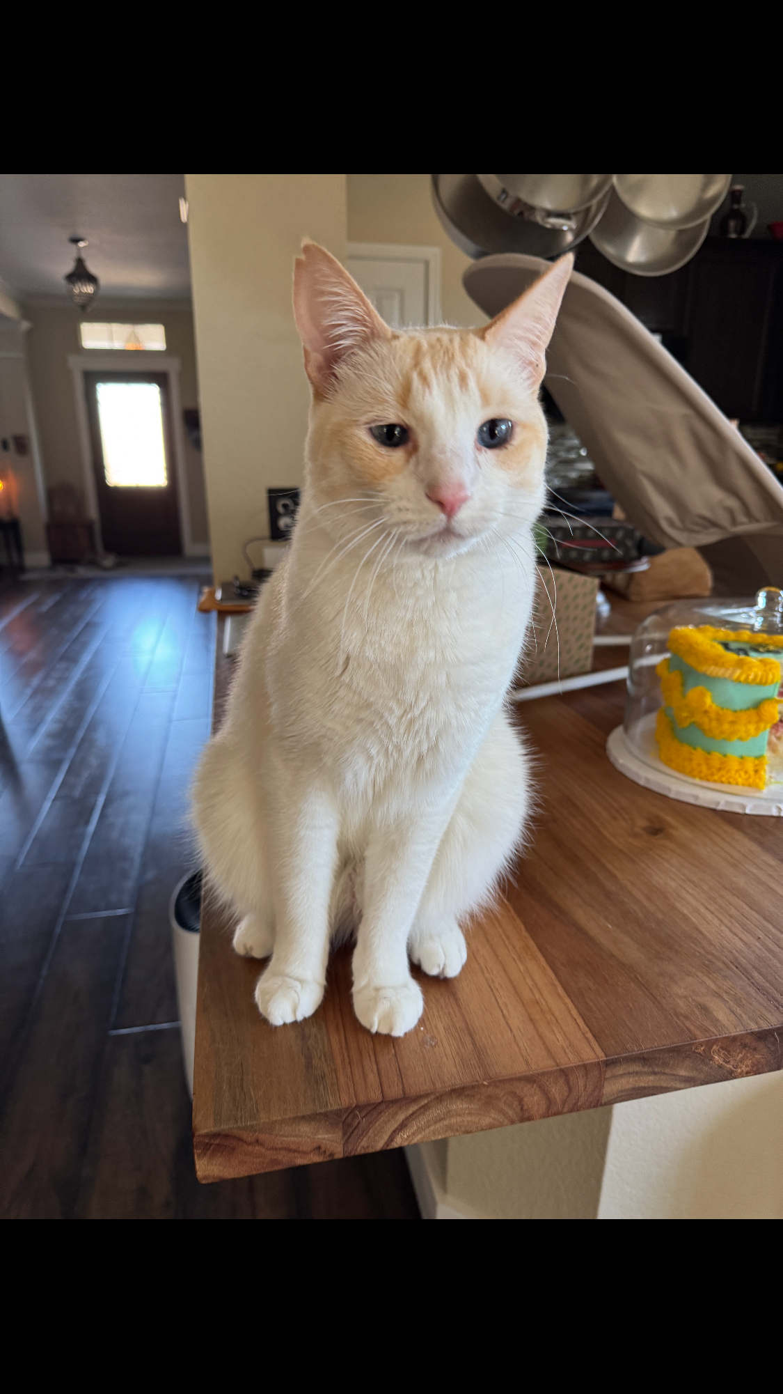 Support Tommy's Life-Saving Surgery campaign photo, 5 of 8