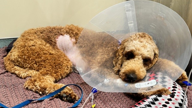 Donations for Pemi: A Beloved Family Member photo