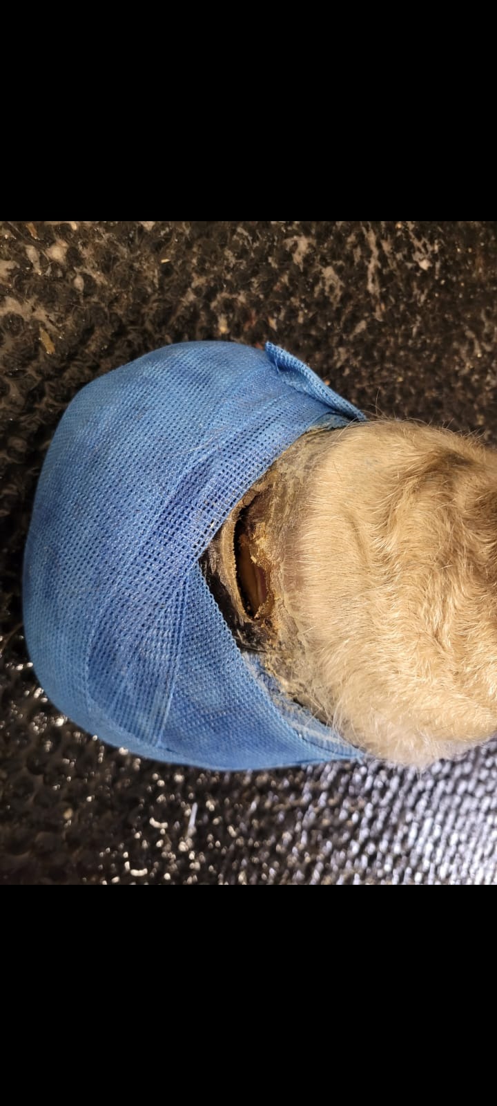 Hilfe für meinen Fuego - Tierklinik und Behandlungskosten campaign photo, 6 of 8