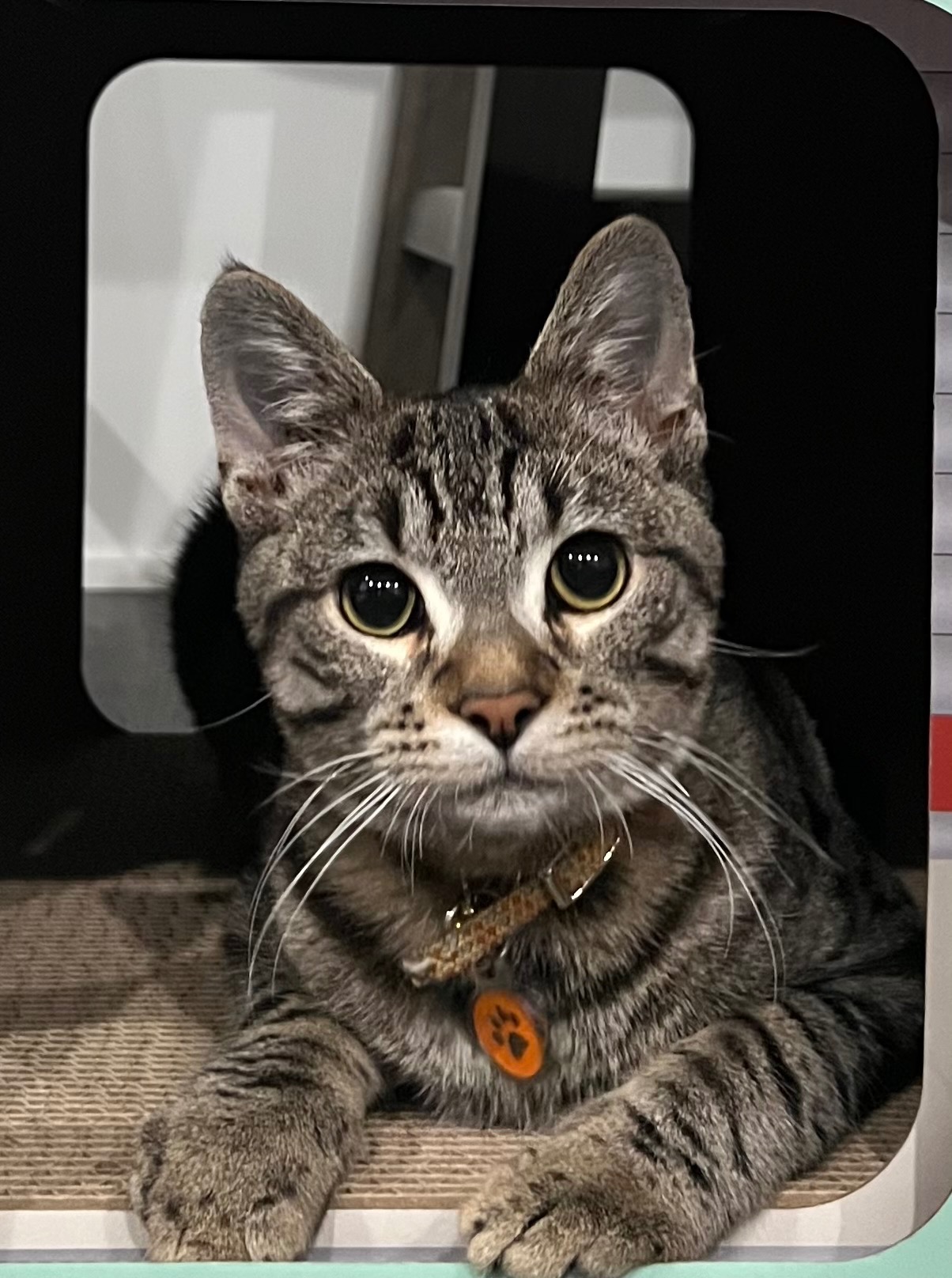 Help Inosuke Get Life-Saving Surgery campaign photo, 7 of 8