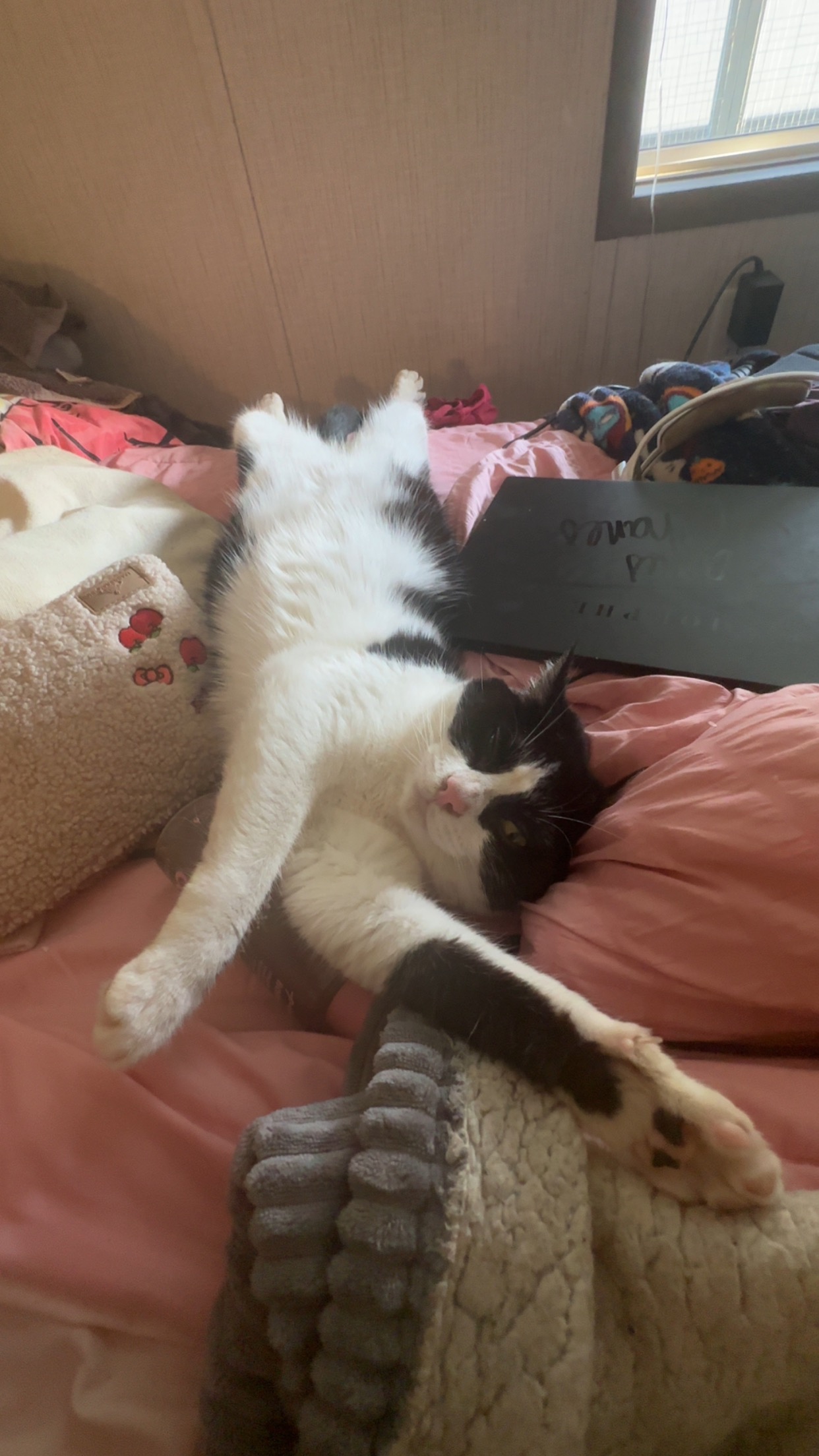 Support Needed for Cat's Vet Bills campaign photo, 6 of 7