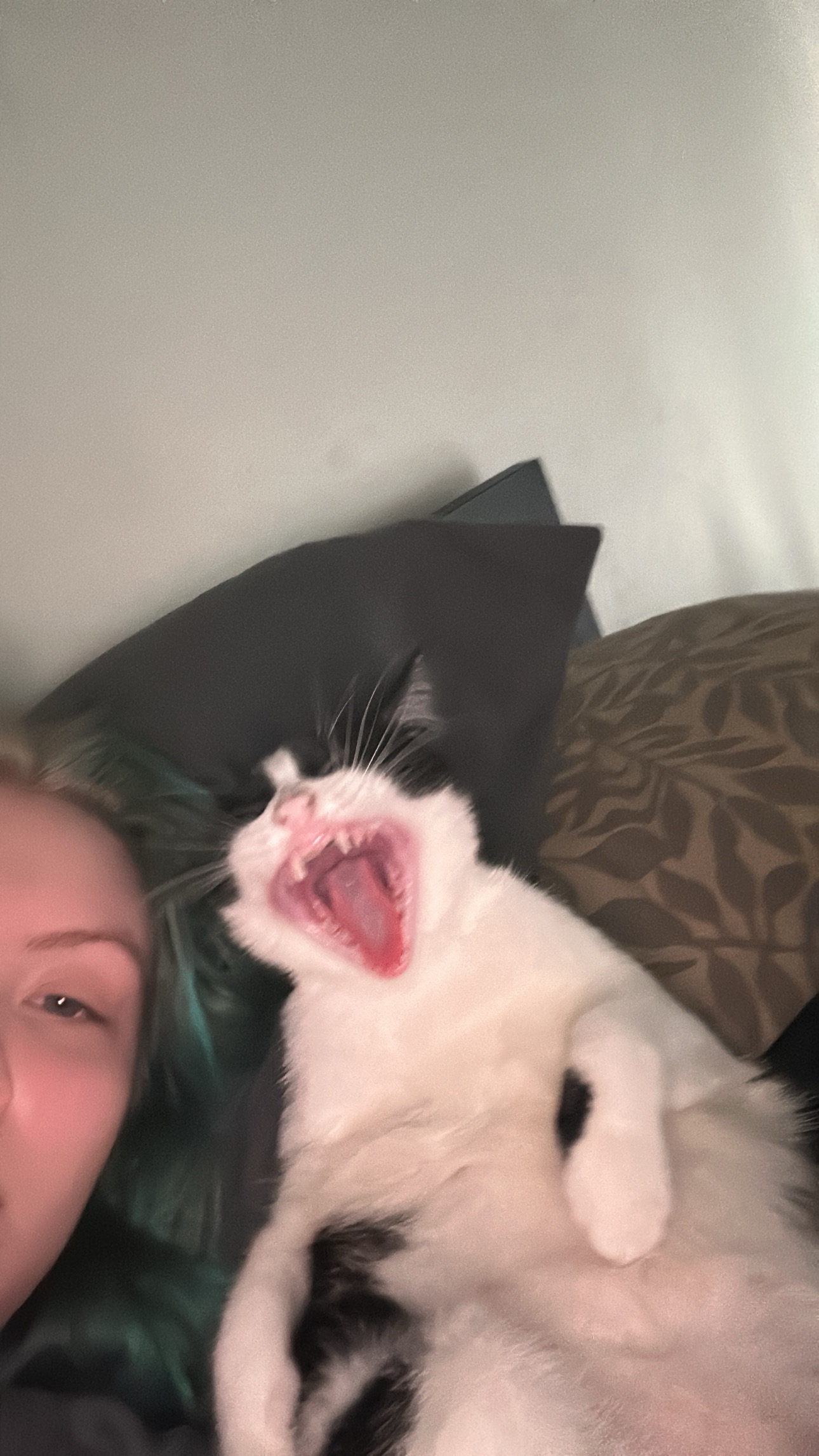 Support Needed for Cat's Vet Bills campaign photo, 4 of 7