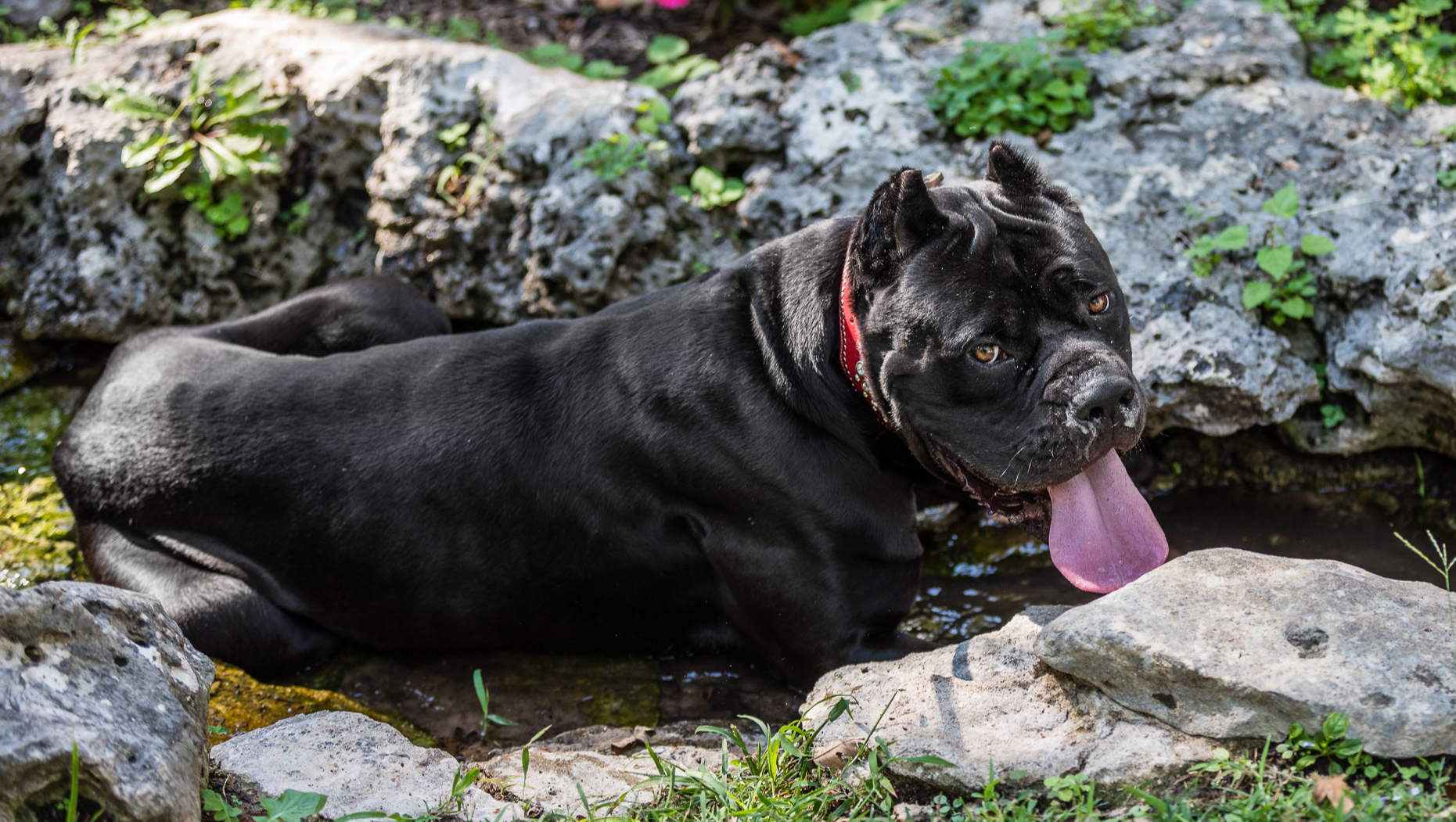 Help Bugatti Beat Cancer photo