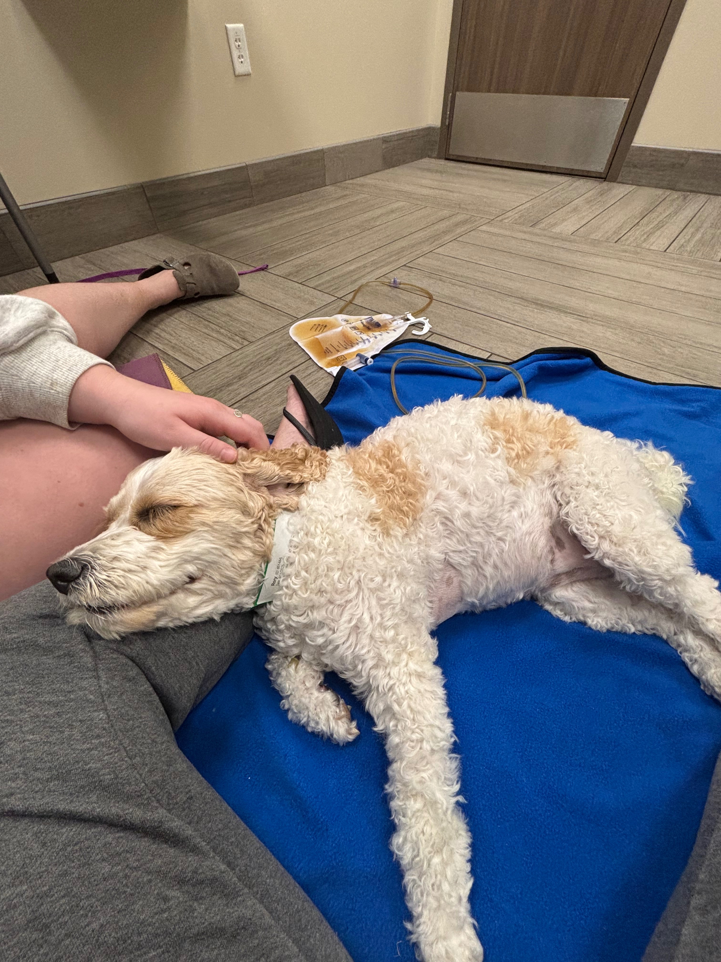 Donate to Rory's Spinal Surgery and Rehab campaign photo, 4 of 5