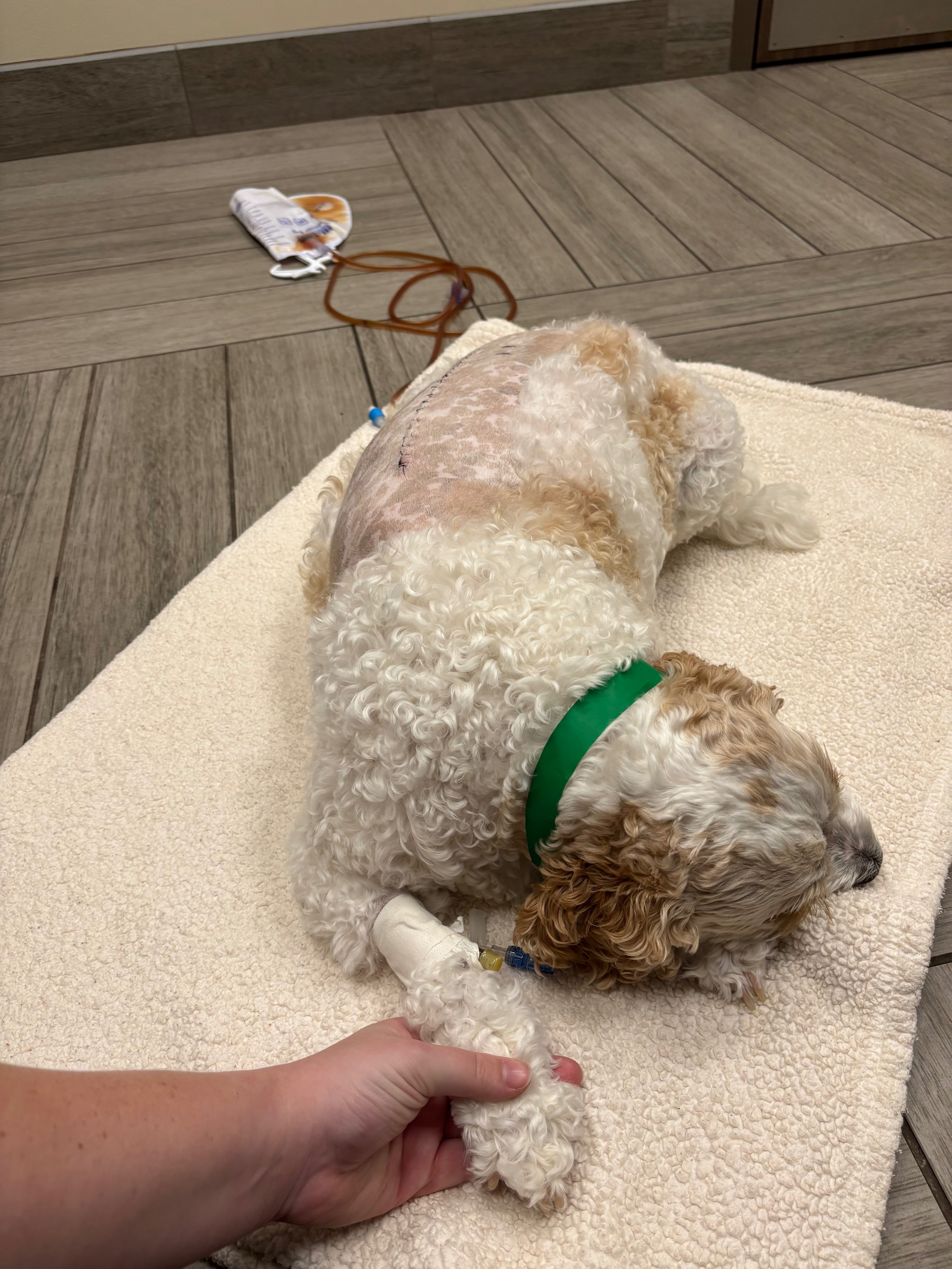 Donate to Rory's Spinal Surgery and Rehab campaign photo, 2 of 5