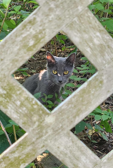 Help us help Aurora and her kittens! campaign photo, 5 of 7