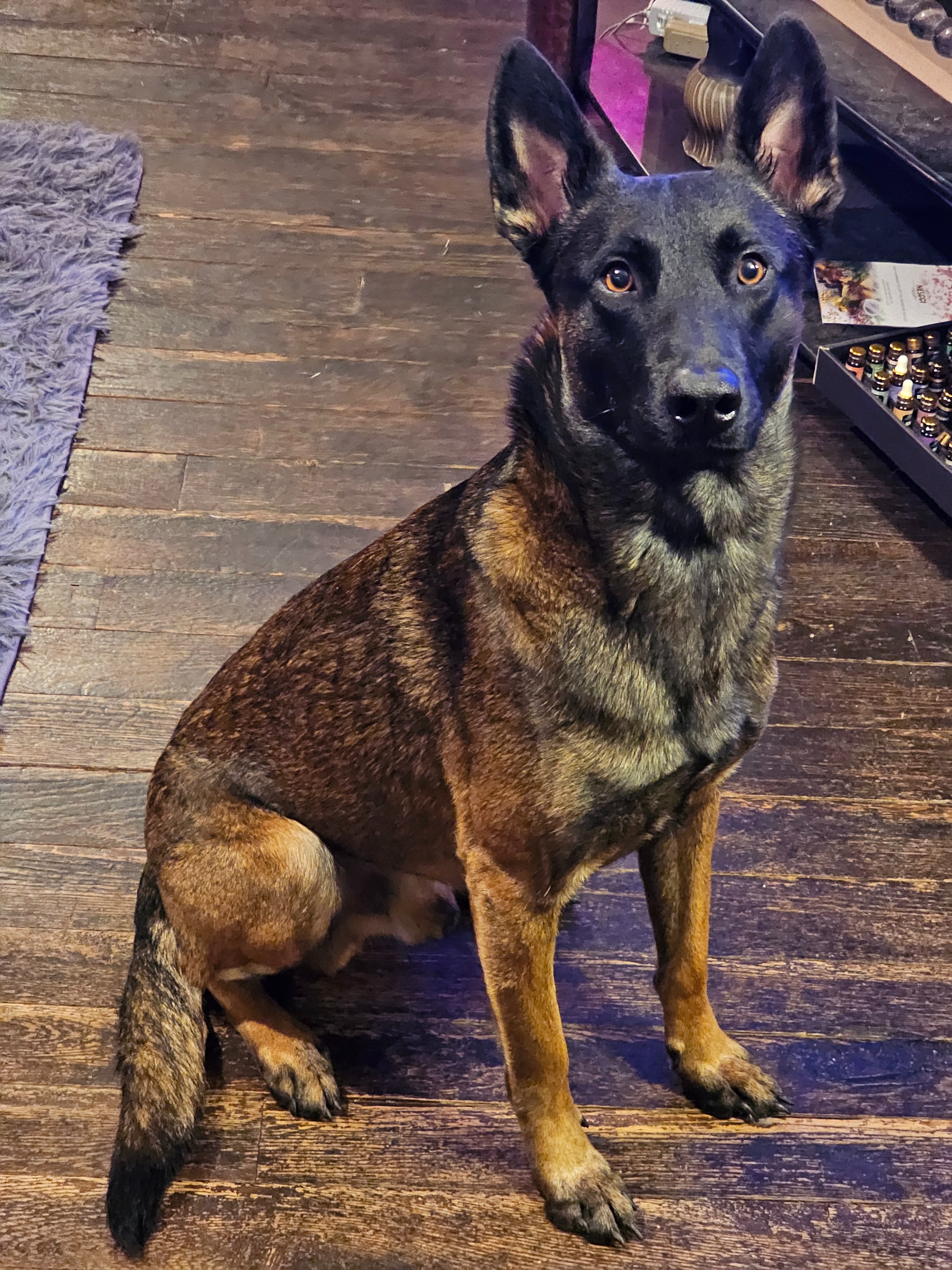 Help Bo Get Life-Saving Surgery campaign photo, 2 of 6