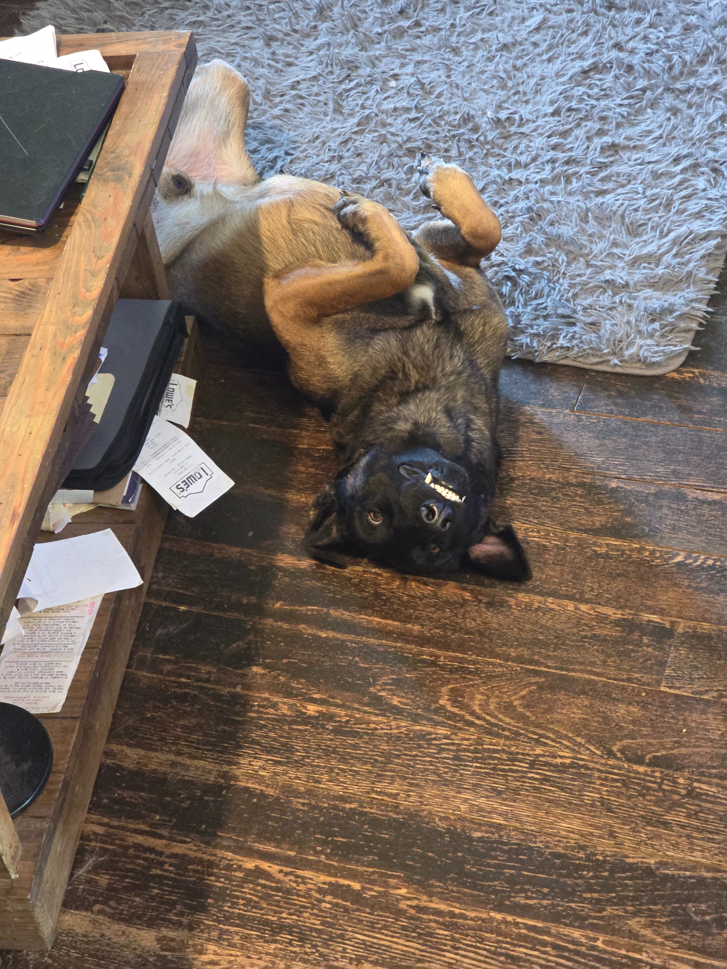 Help Bo Get Life-Saving Surgery campaign photo, 4 of 6