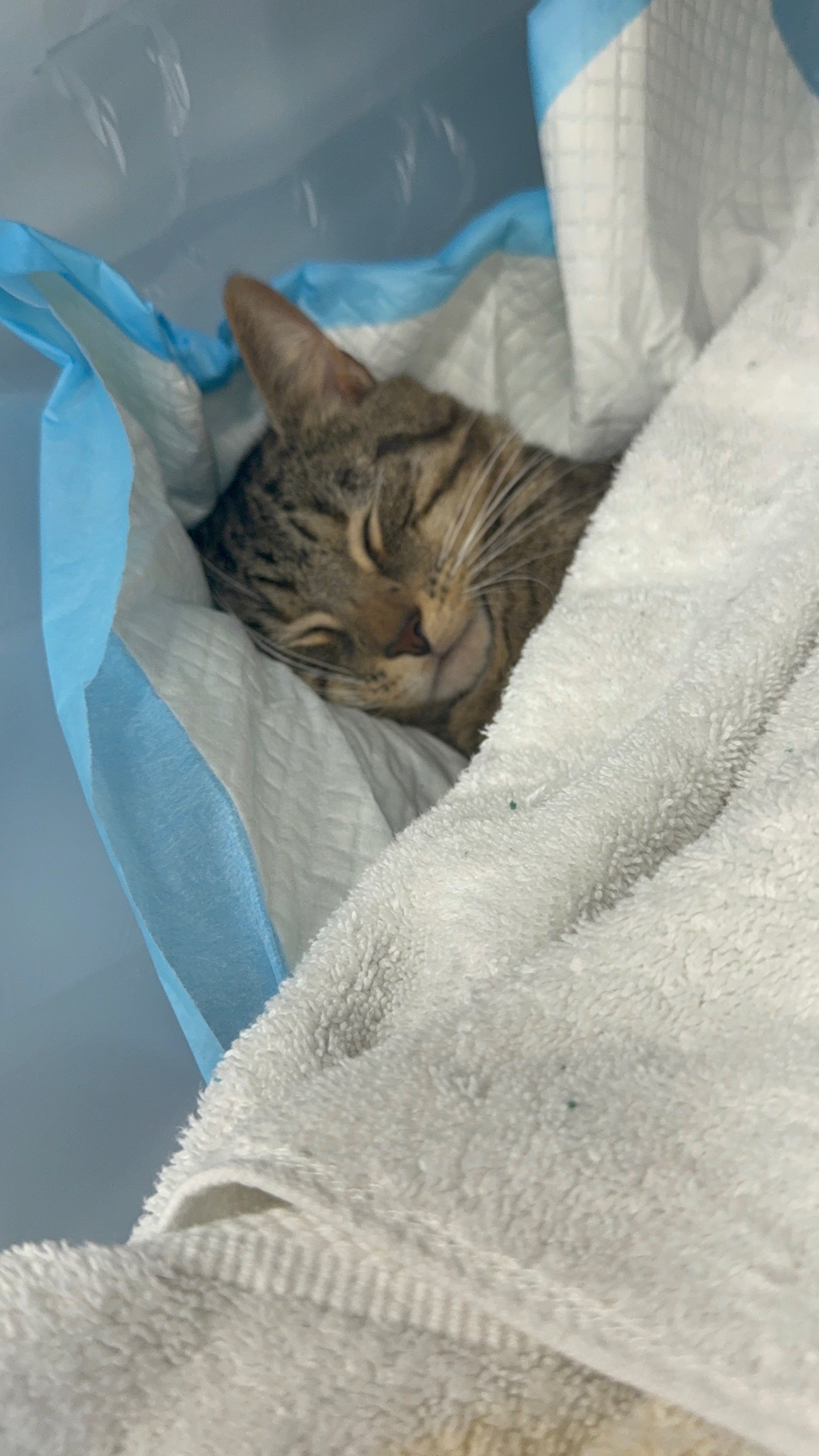 goat cheese’s vet bills campaign photo, 4 of 8