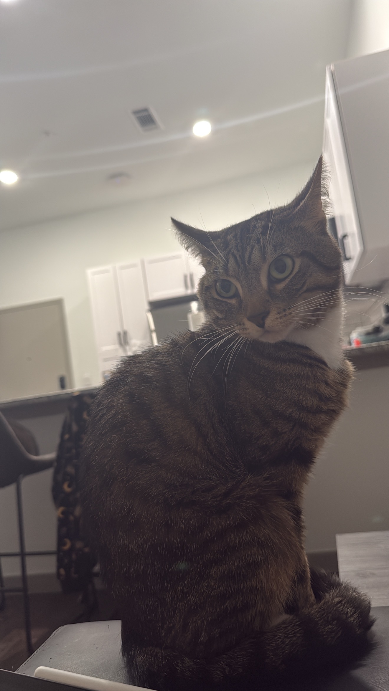 goat cheese’s vet bills campaign photo, 2 of 8