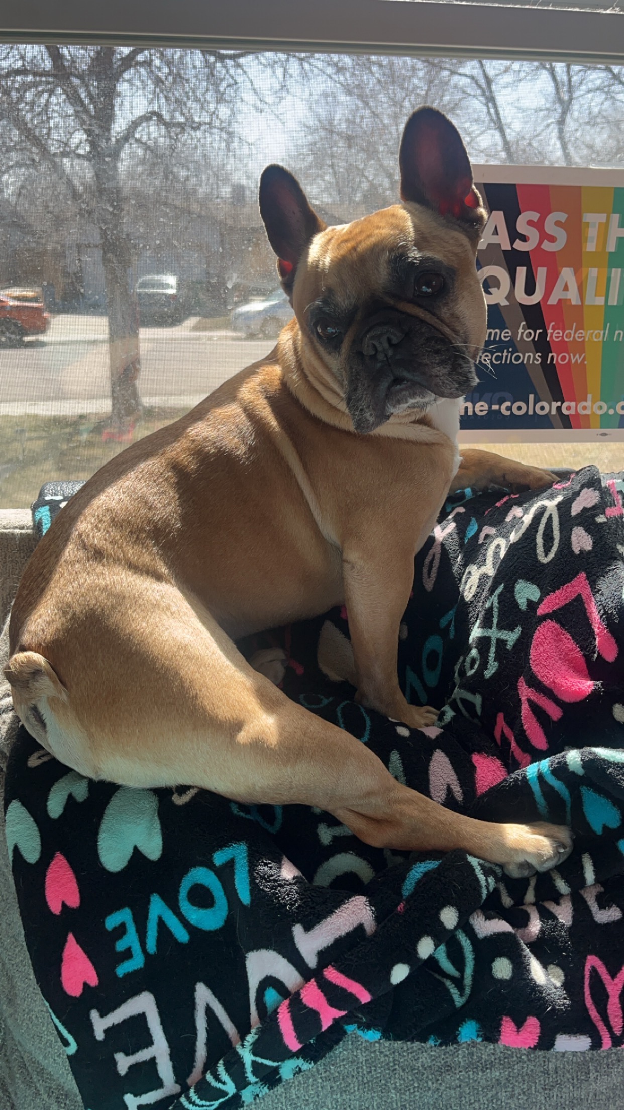 Support Lilo's Surgery for a Pain-Free Life campaign photo, 4 of 8