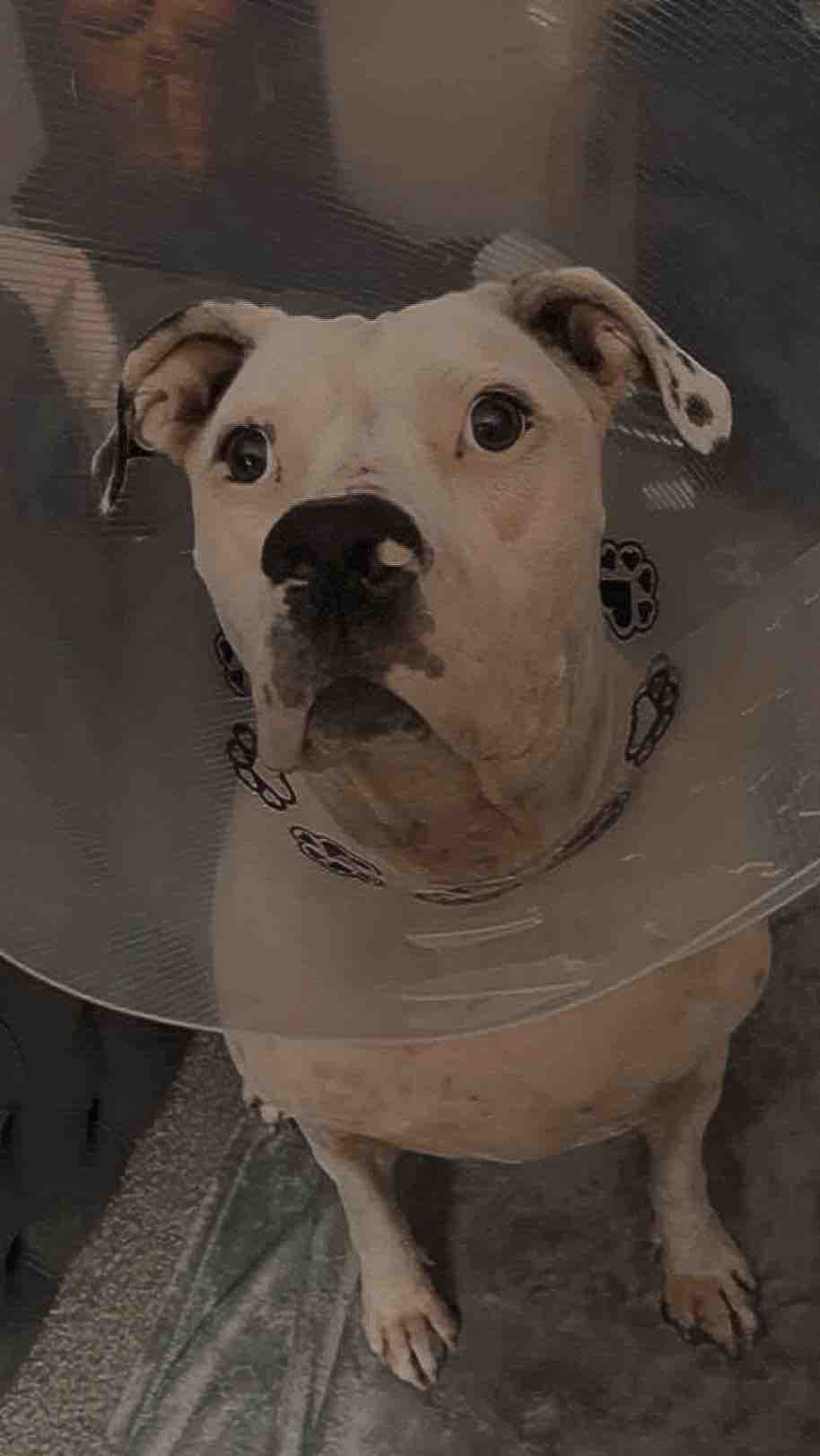 Please Help Save Missy!! - She Needs Life-Saving Surgery!!