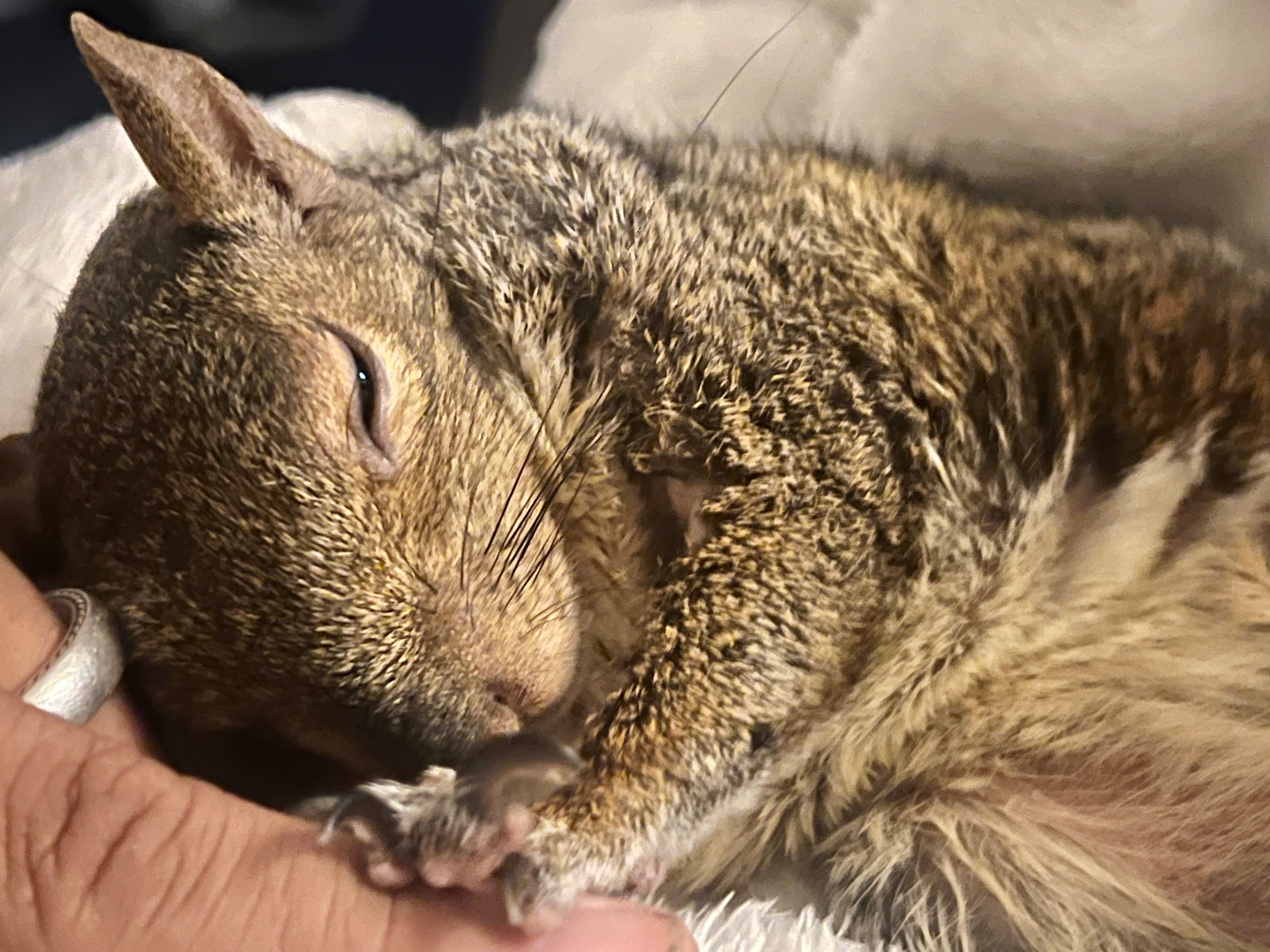 Help Pooh Bear be a normal squirrel again campaign photo, 5 of 8