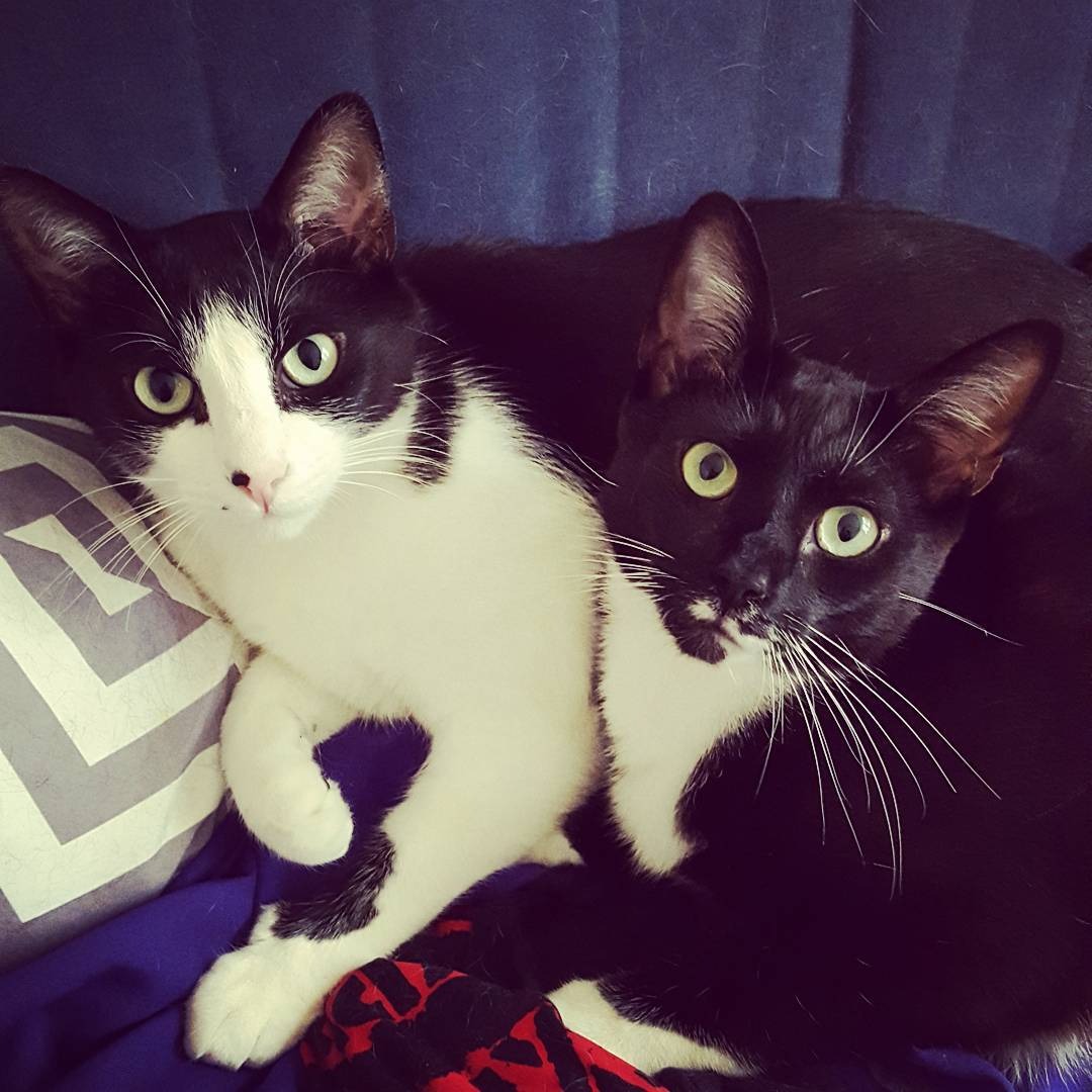 Help Stinky Get Life-Saving Surgery campaign photo, 7 of 7