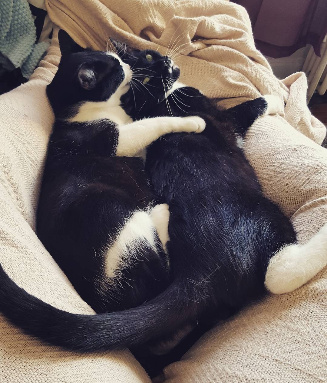 Help Stinky Get Life-Saving Surgery campaign photo, 2 of 7