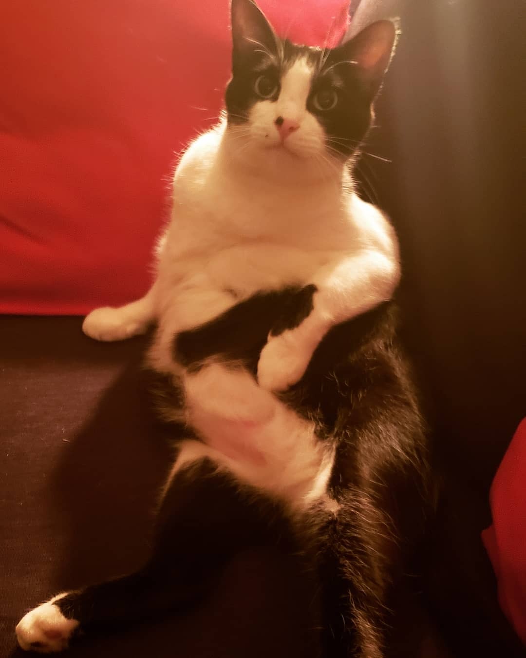 Help Stinky Get Life-Saving Surgery campaign photo, 5 of 7