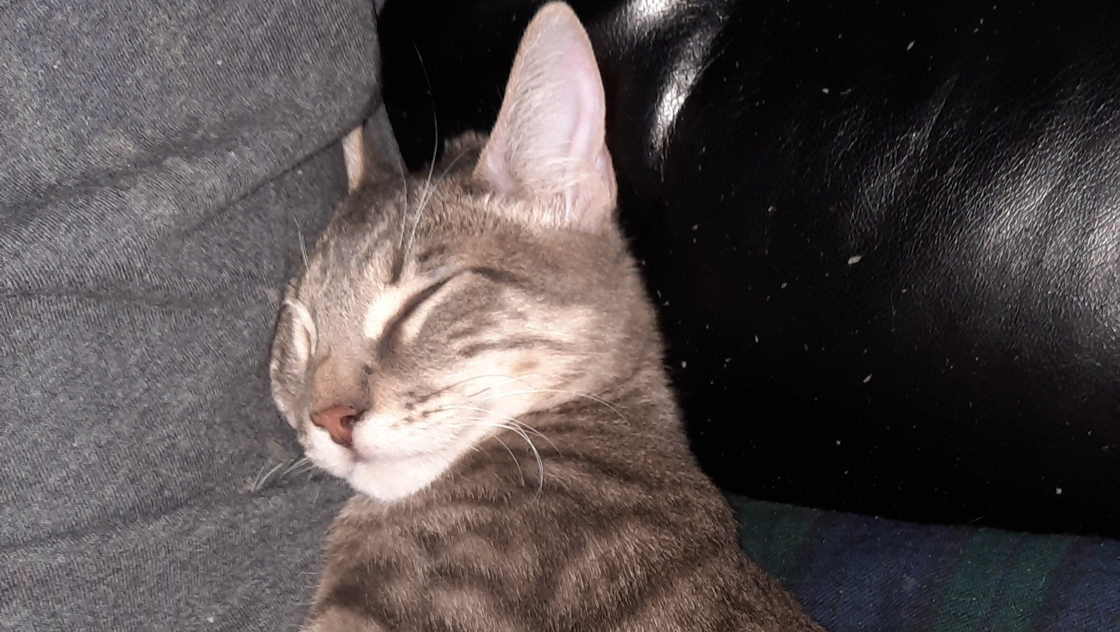 Help Sarah, her Husband, & Cats Keep their Home photo