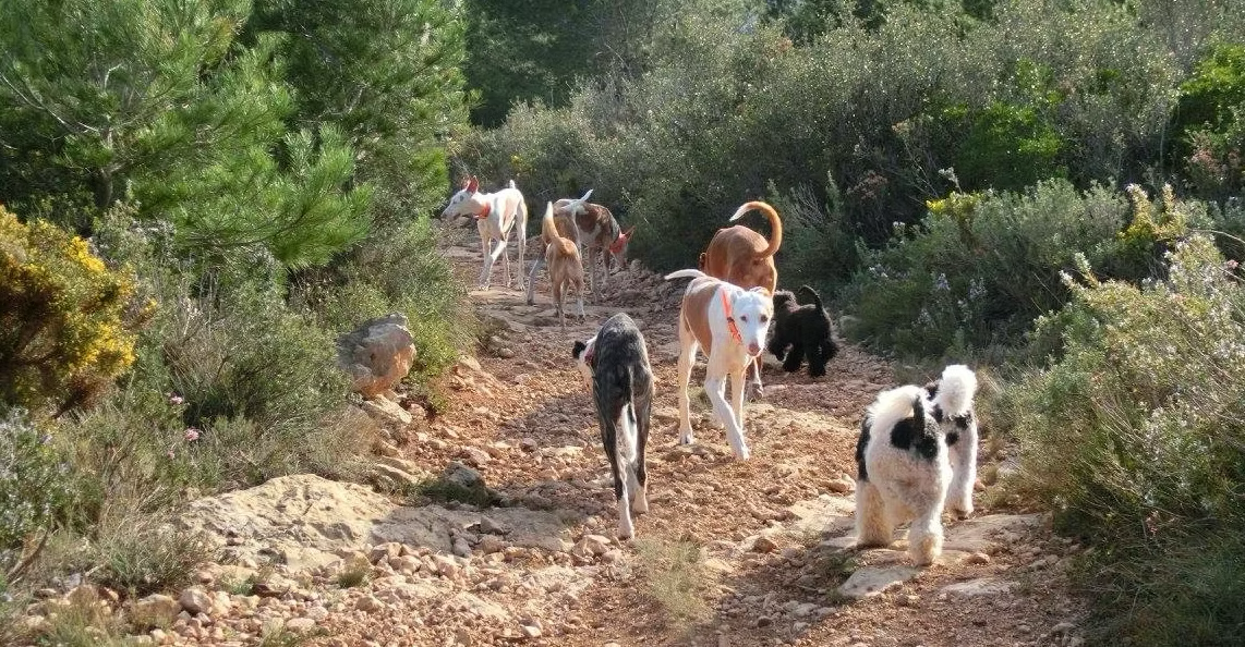 Hoffnung für vergessene Hunde - Podencos & Galgos in Not campaign photo, 7 of 8