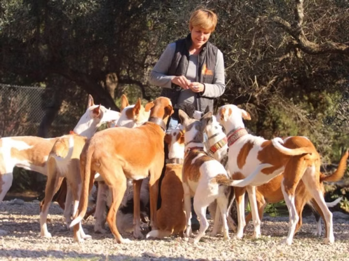 Hoffnung für vergessene Hunde - Podencos & Galgos in Not campaign photo, 2 of 8