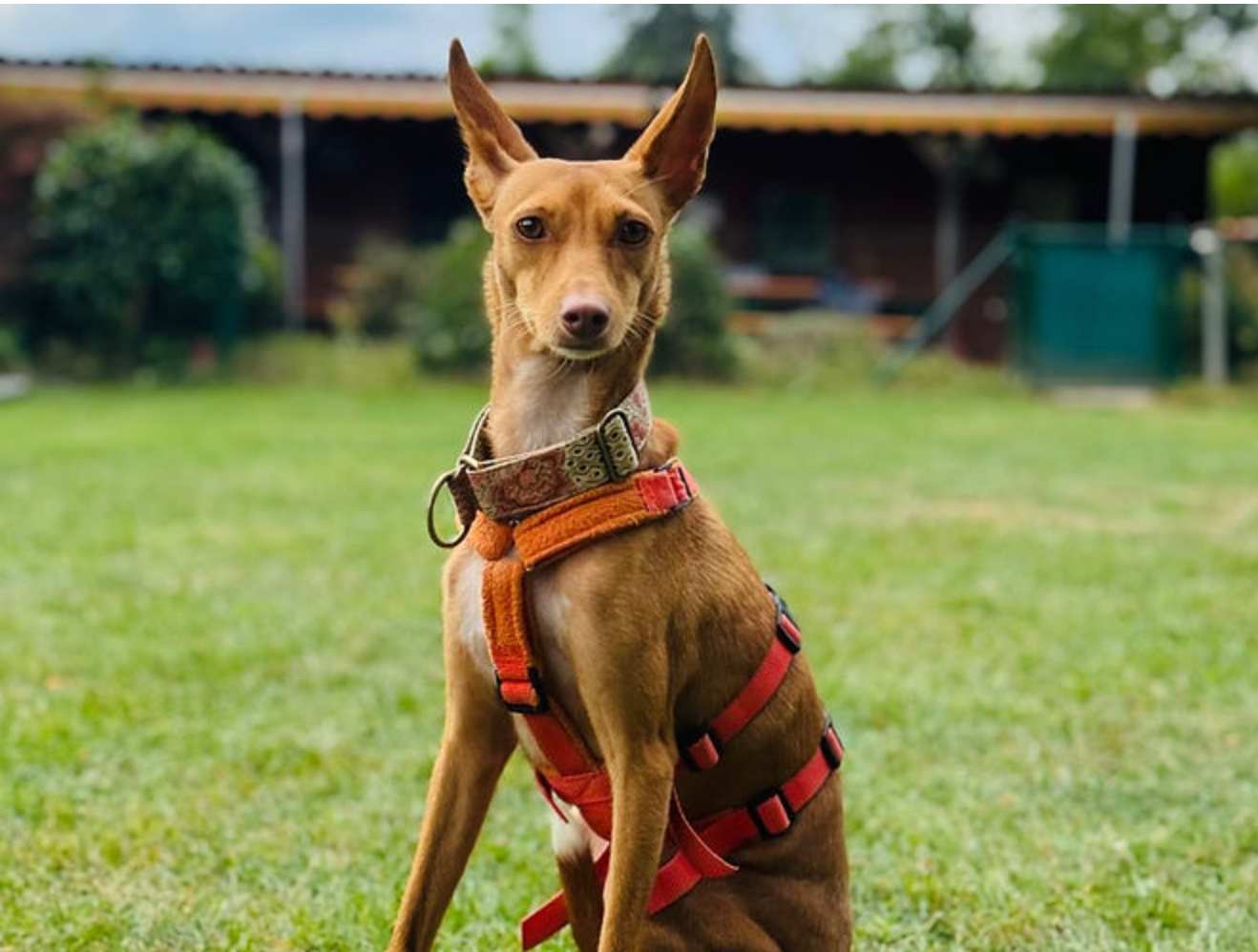 Hoffnung für vergessene Hunde - Podencos & Galgos in Not campaign photo, 6 of 8