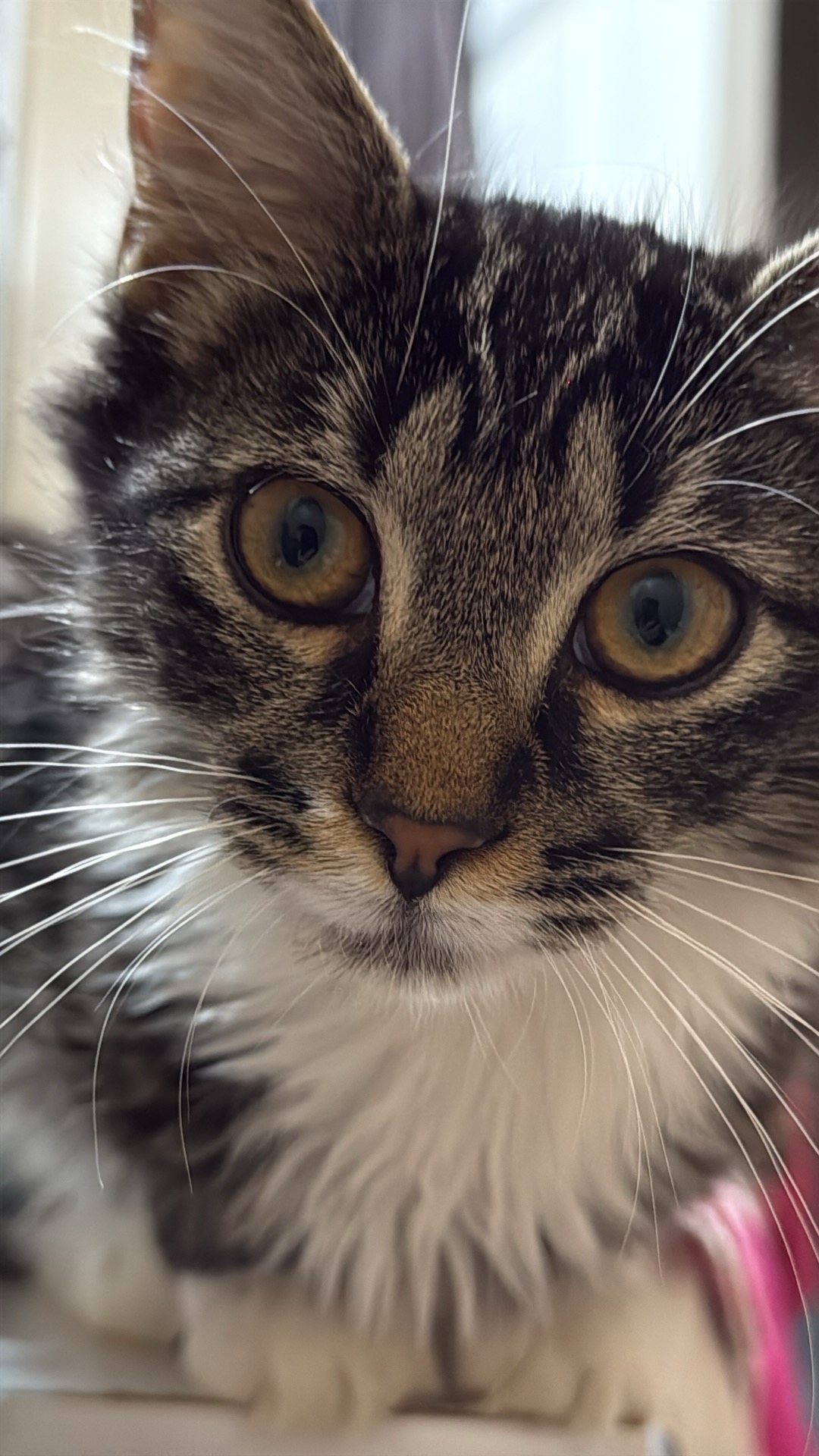 Help My Brave Kitten Fight Wet FIP campaign photo, 5 of 6