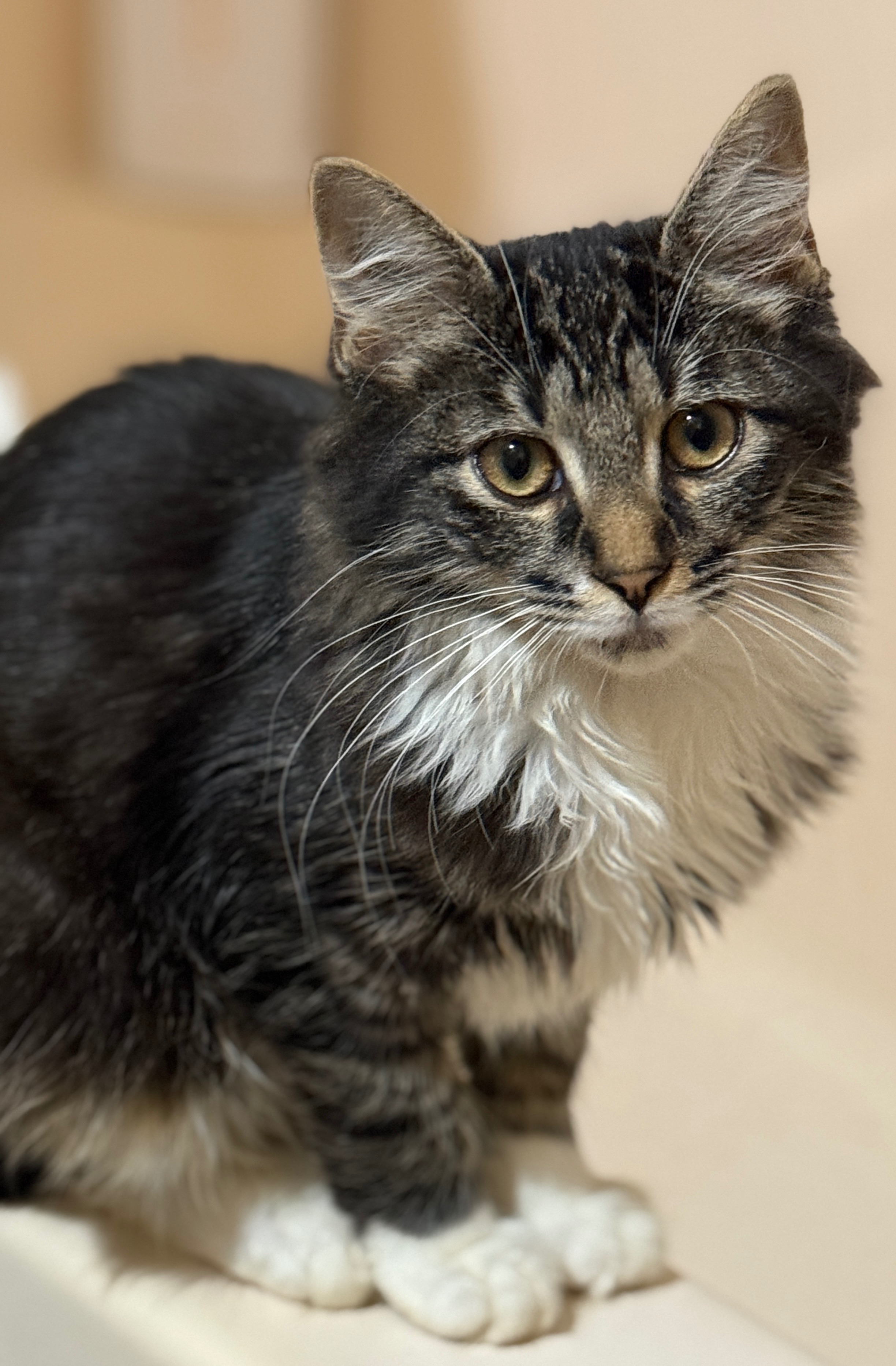 Help My Brave Kitten Fight Wet FIP campaign photo, 2 of 6