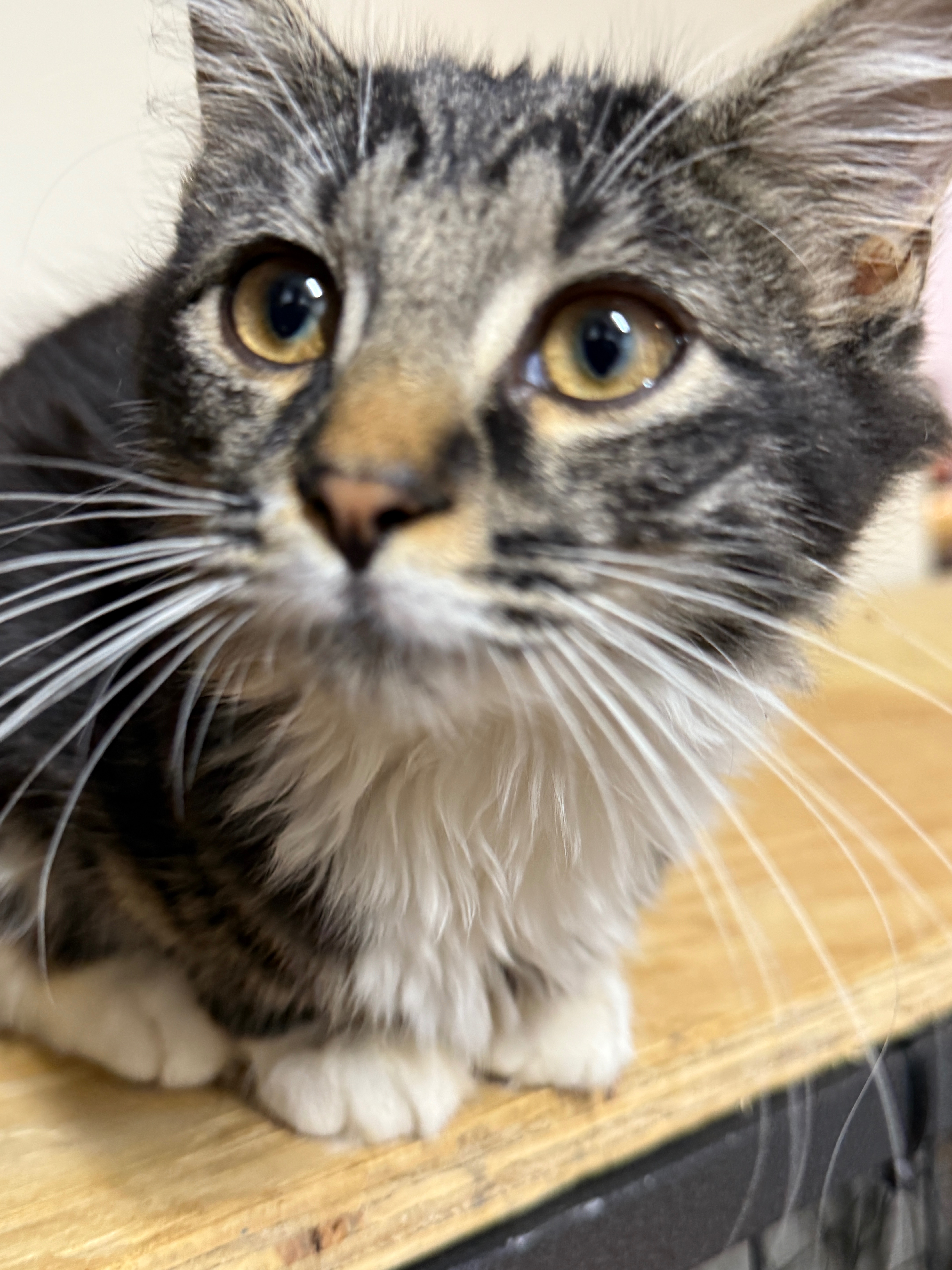 Help My Brave Kitten Fight Wet FIP campaign photo, 4 of 6